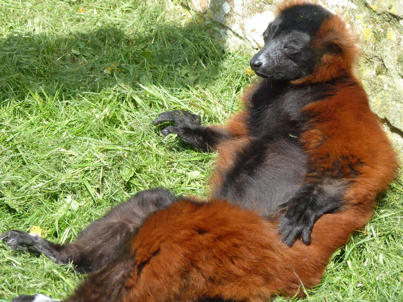 Red Ruffed Lemur