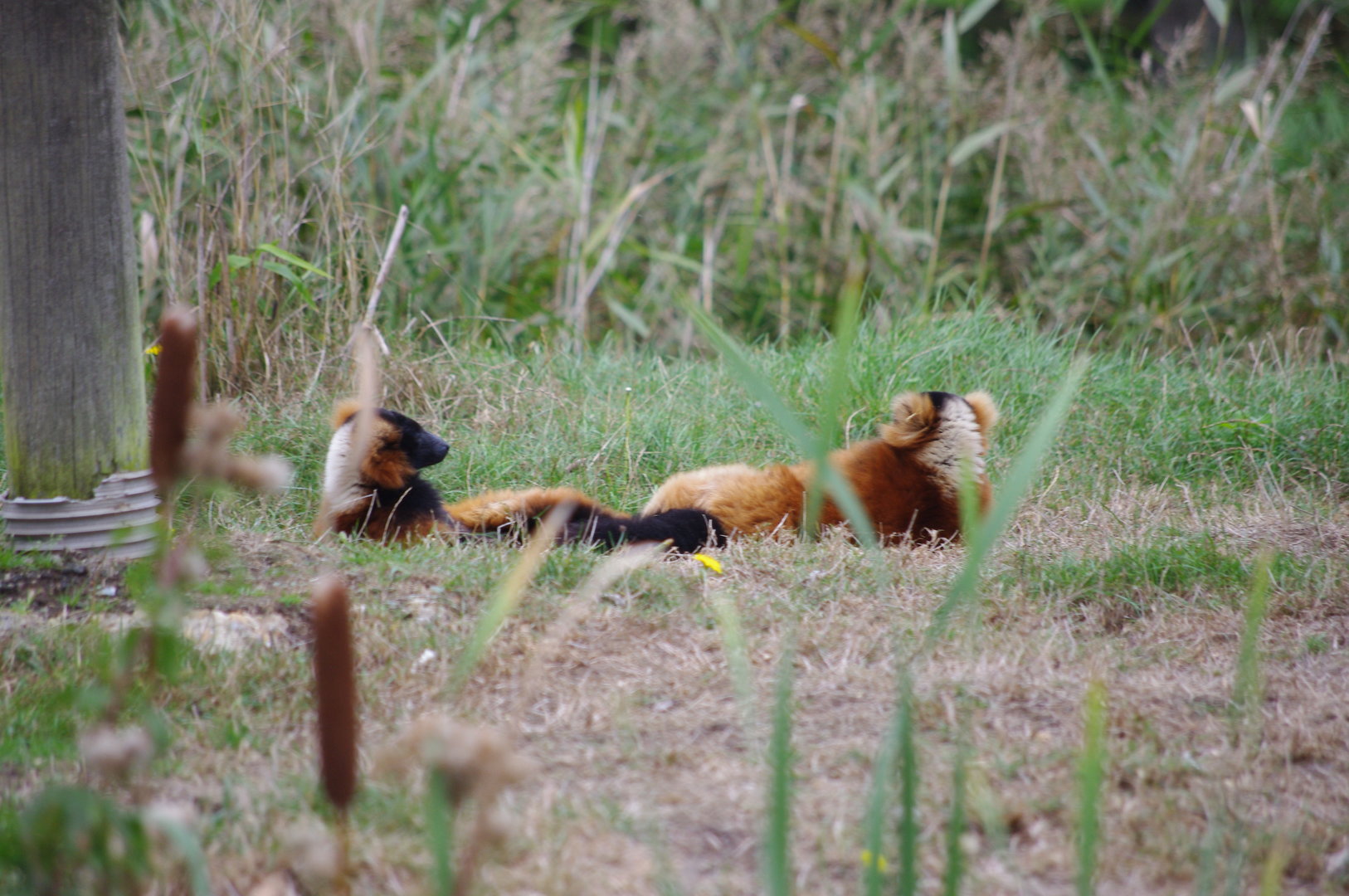 Red-ruffed Lemurs- 1/10/2023