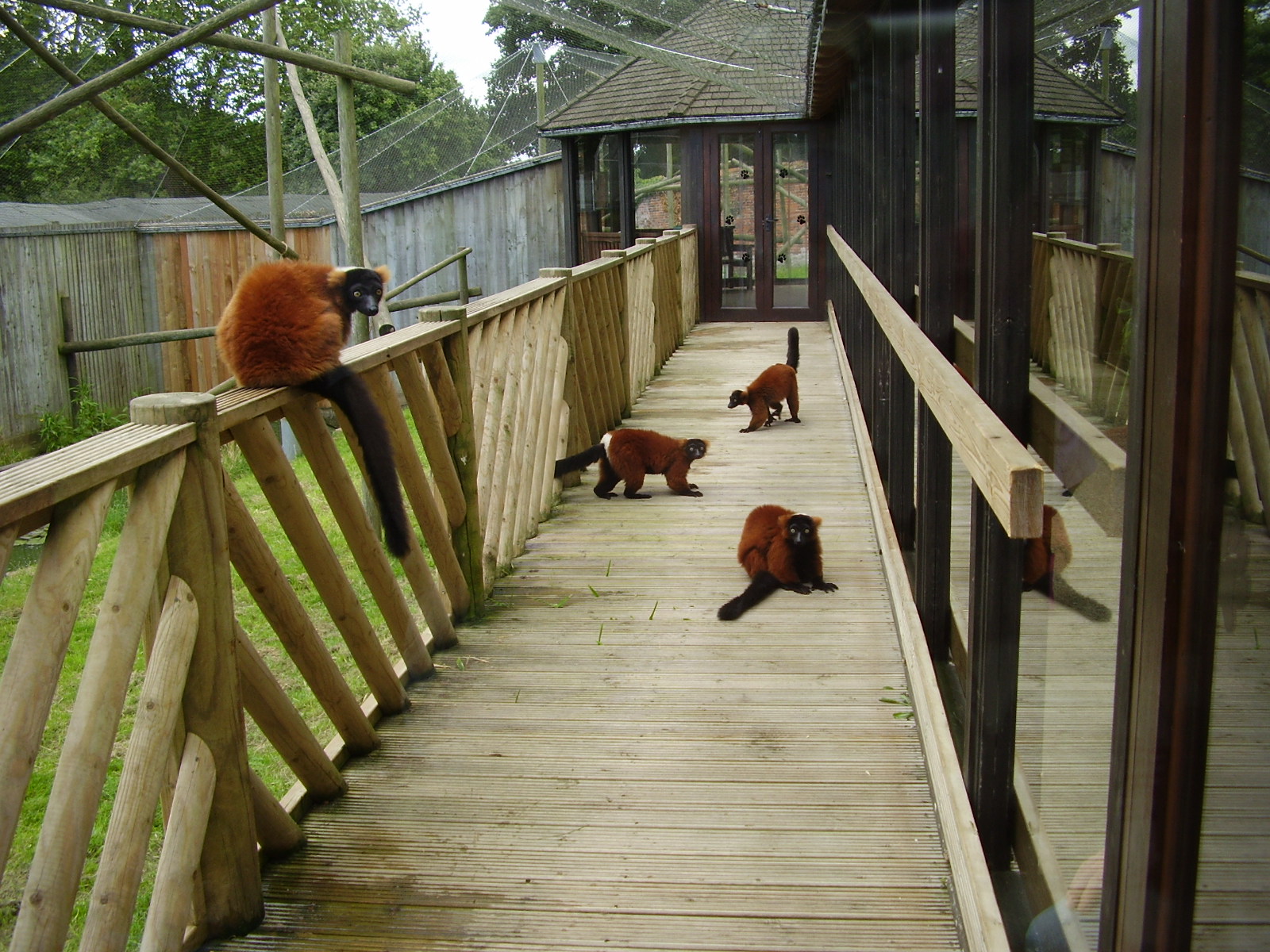 Red Ruffed Lemurs - 2008