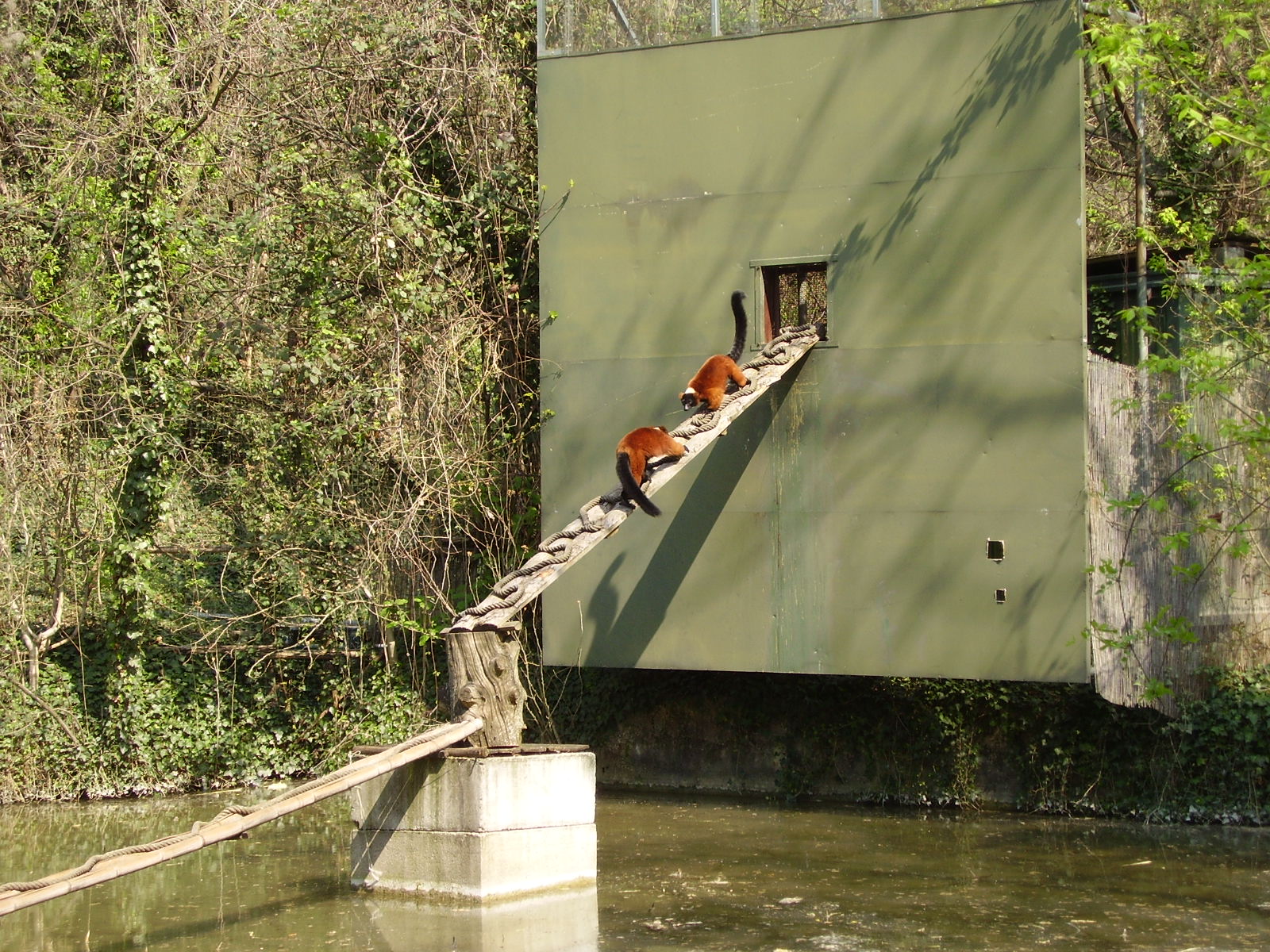 Red Ruffed Lemurs - 2010