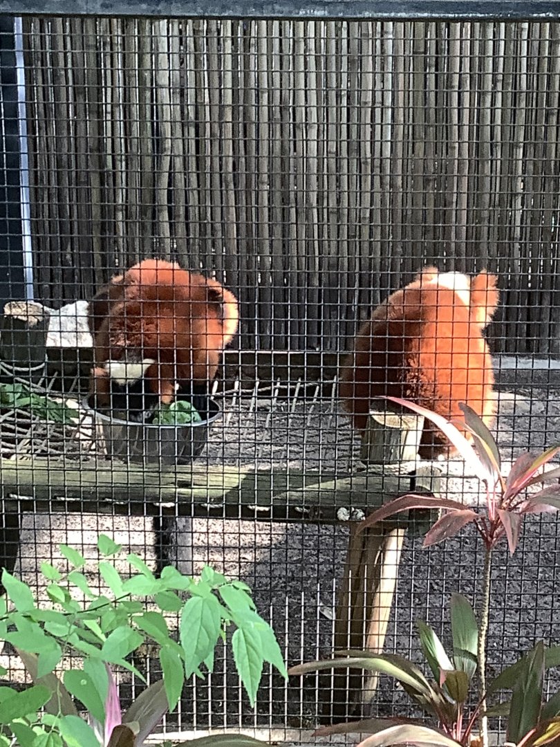 Red Ruffed Lemurs 3/21/24
