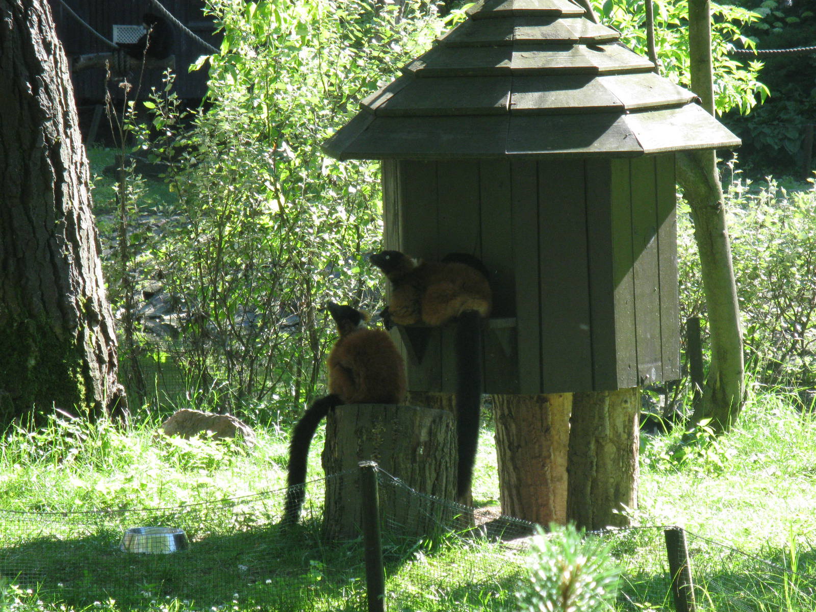 Red ruffed lemurs and shelter