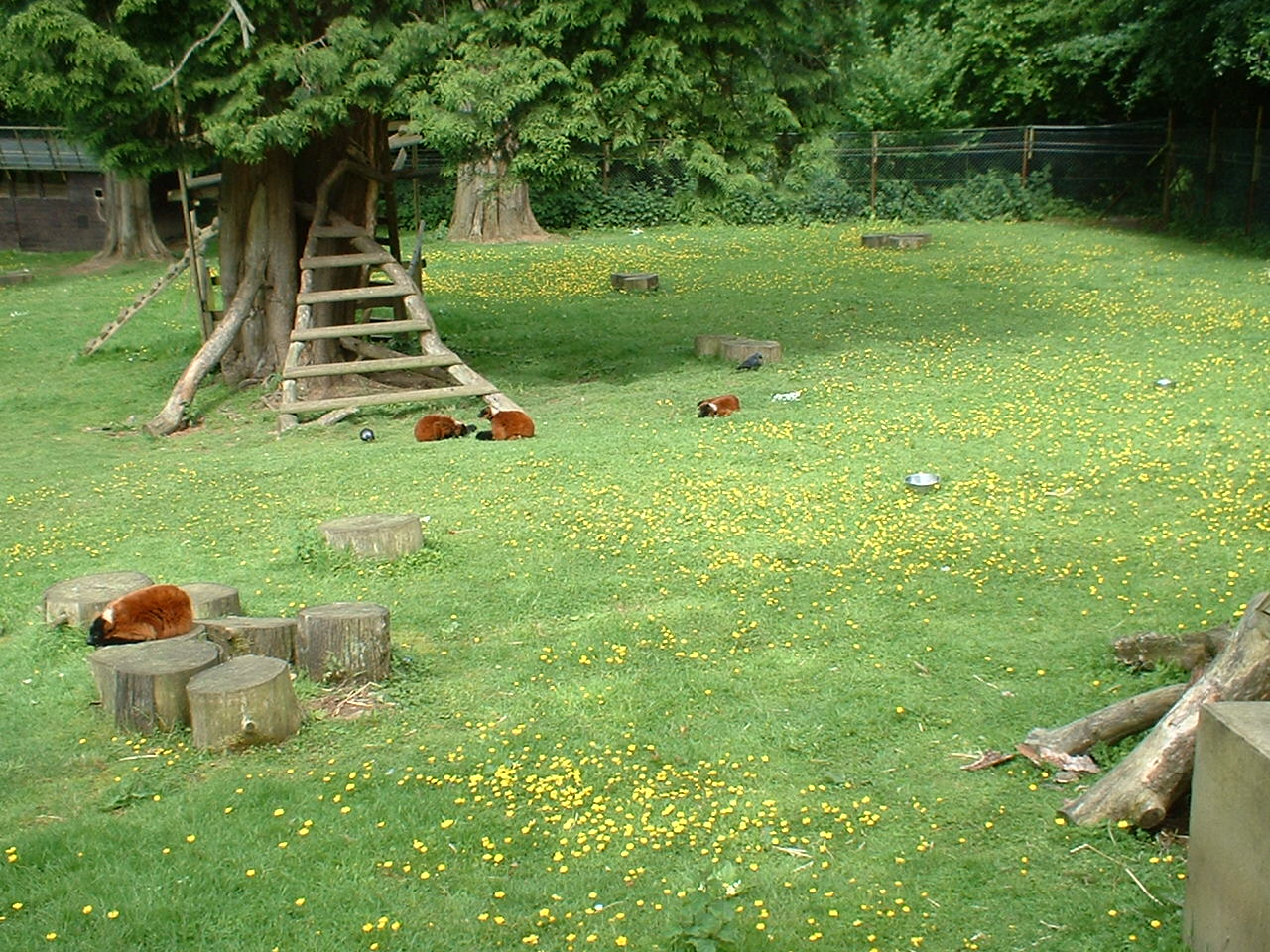 Red Ruffed Lemurs at Combe Martin Wildlife Park, 10 June 2005