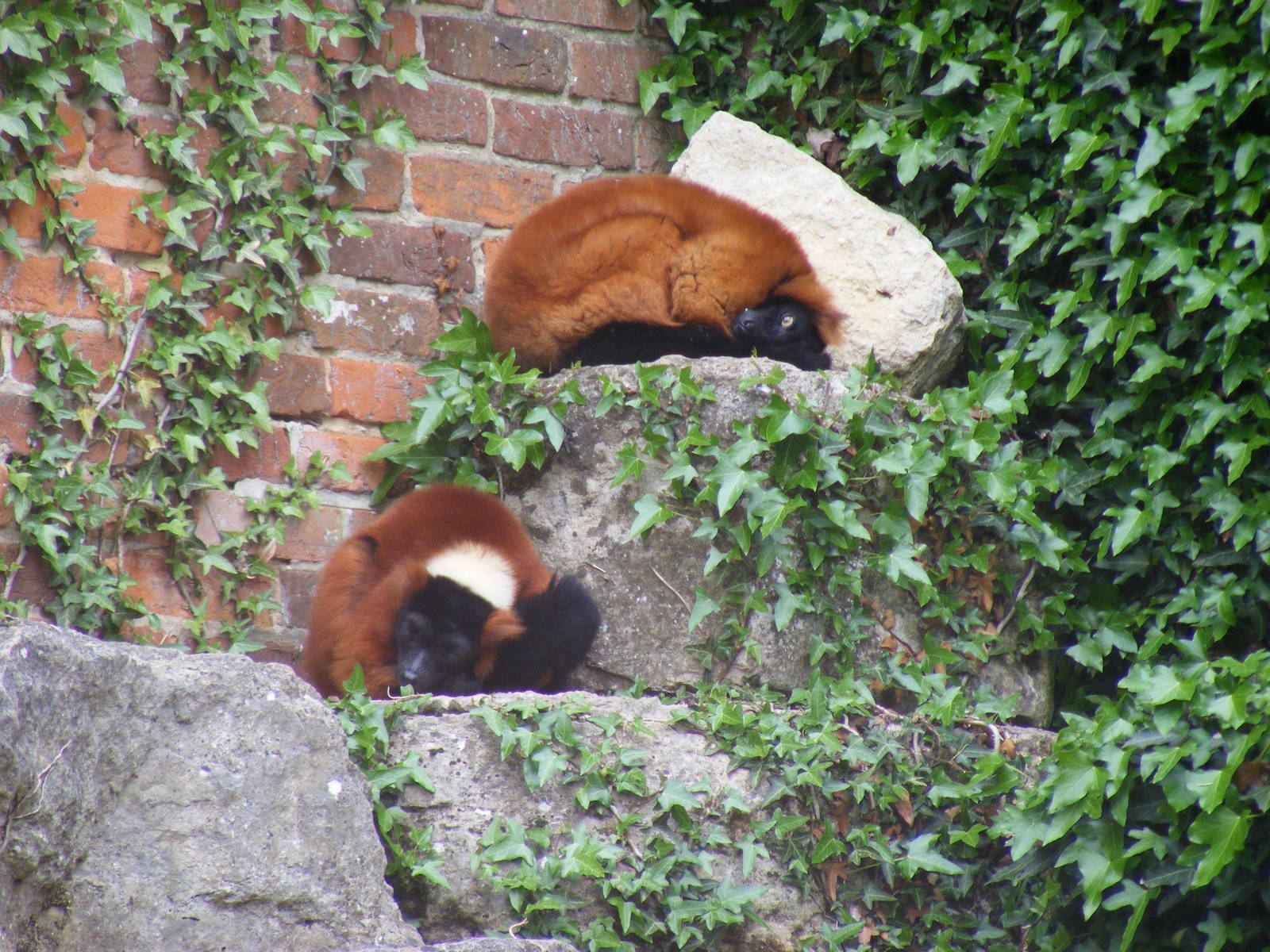 Red ruffed lemurs at Marwell Wildlife, 9 May 2010