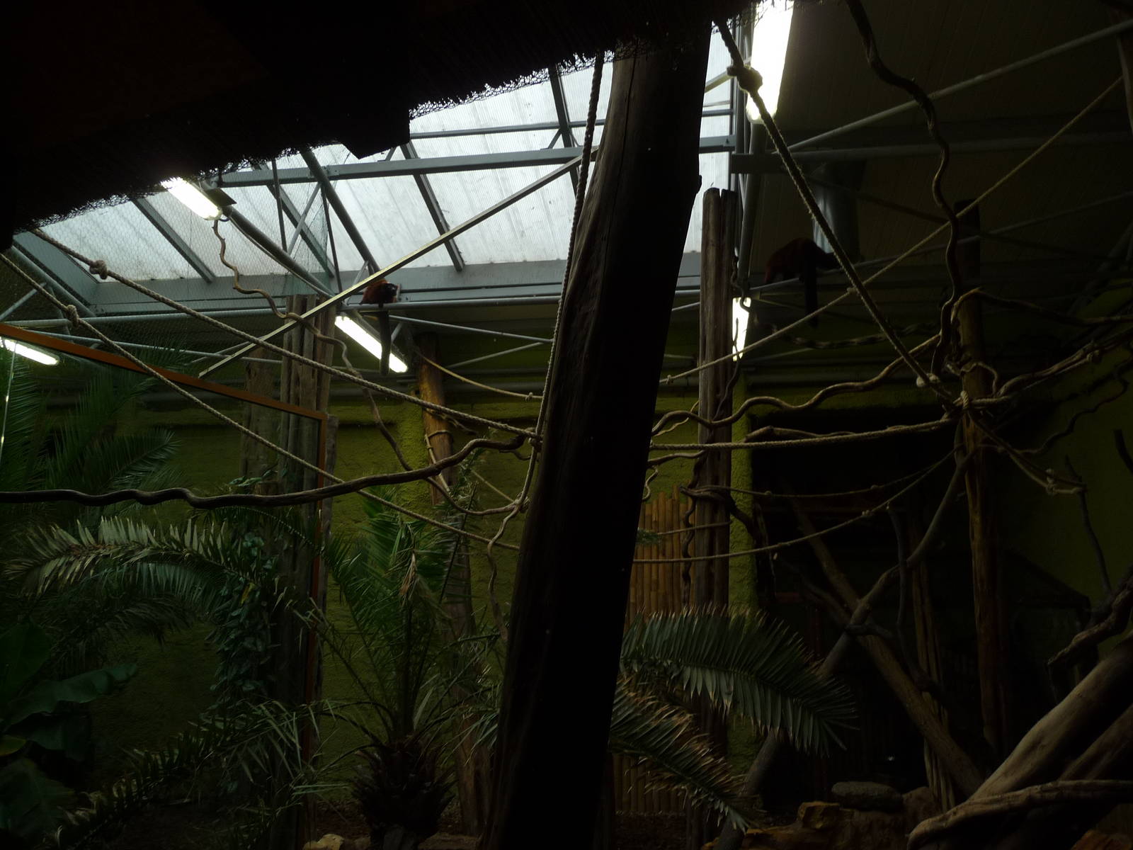 Red Ruffed Lemurs exhibit