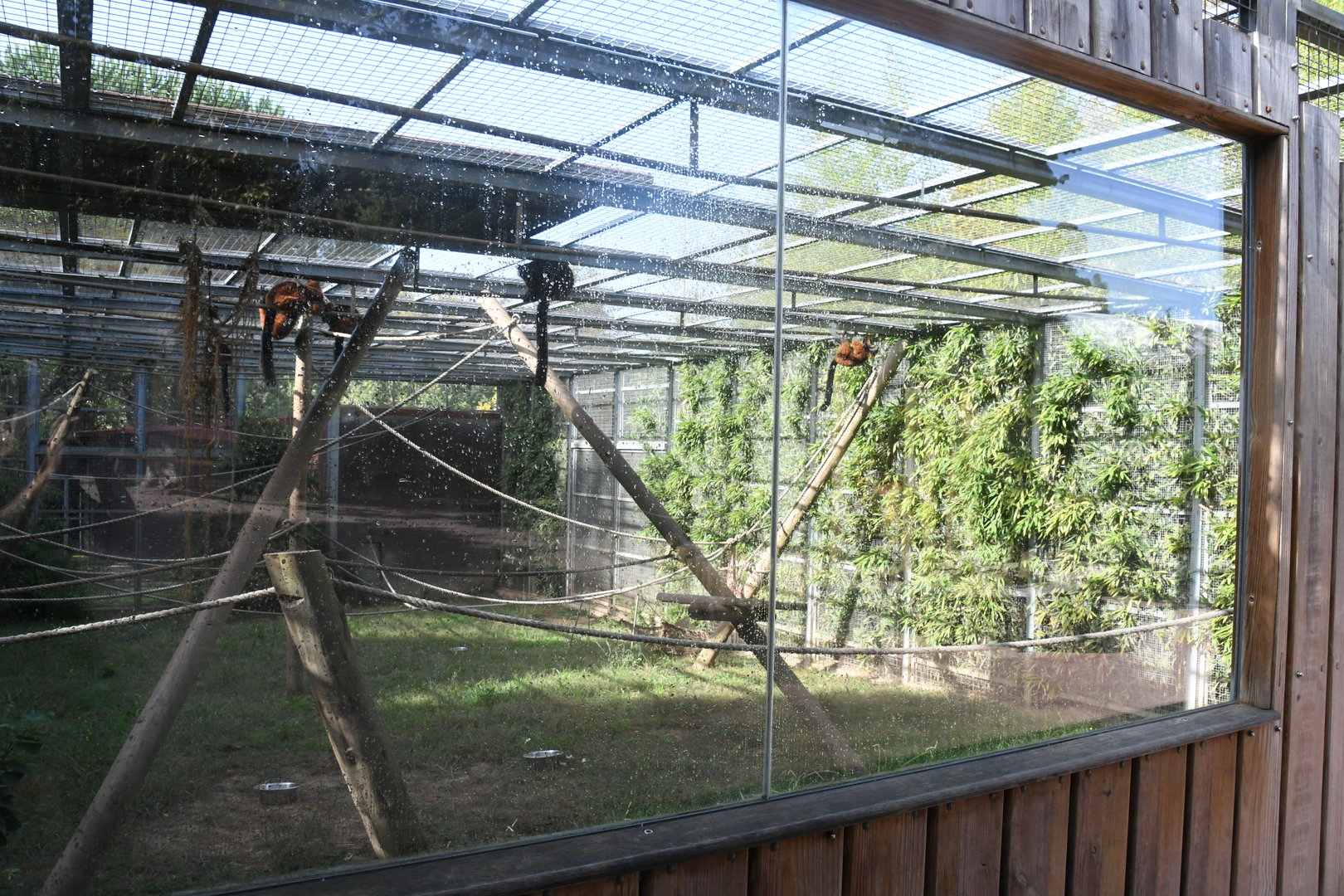 Red Ruffed Lemurs exhibit