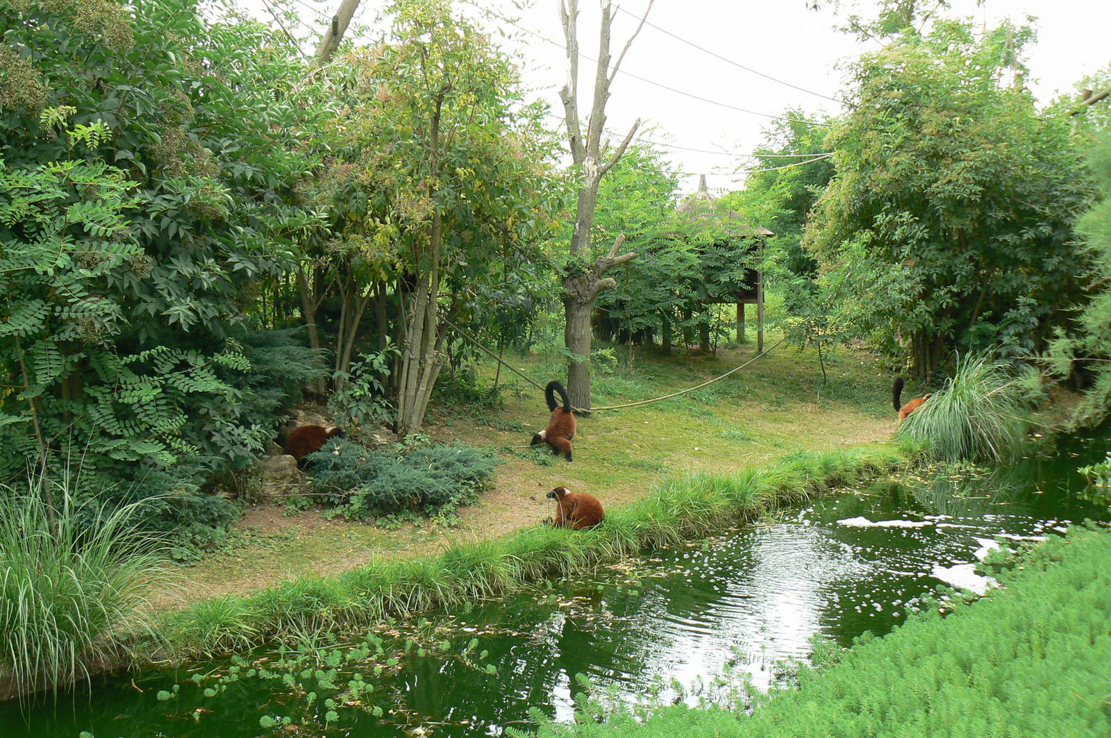 Red-ruffed lemurs island