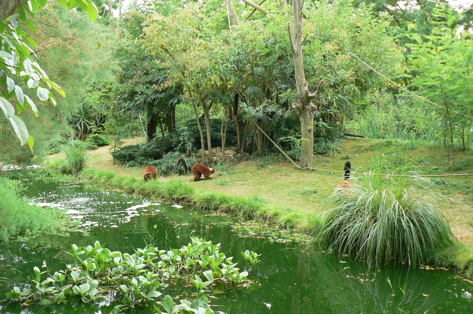Red-ruffed lemurs island