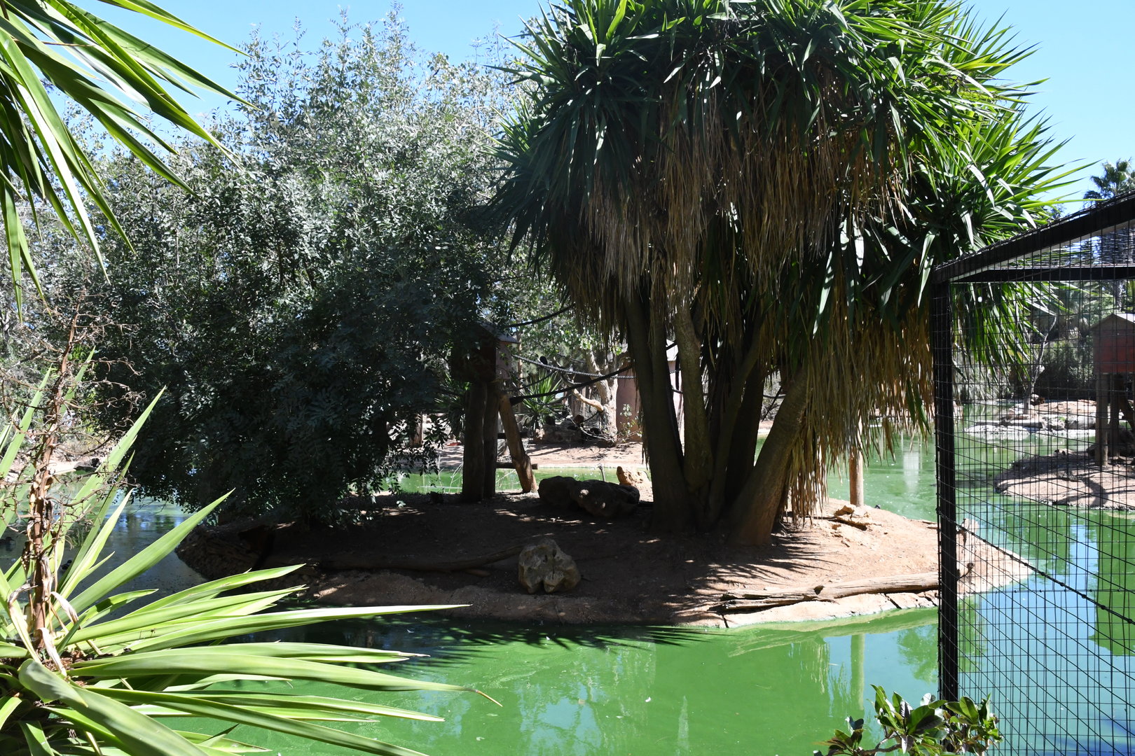 Red Ruffed Lemurs Island