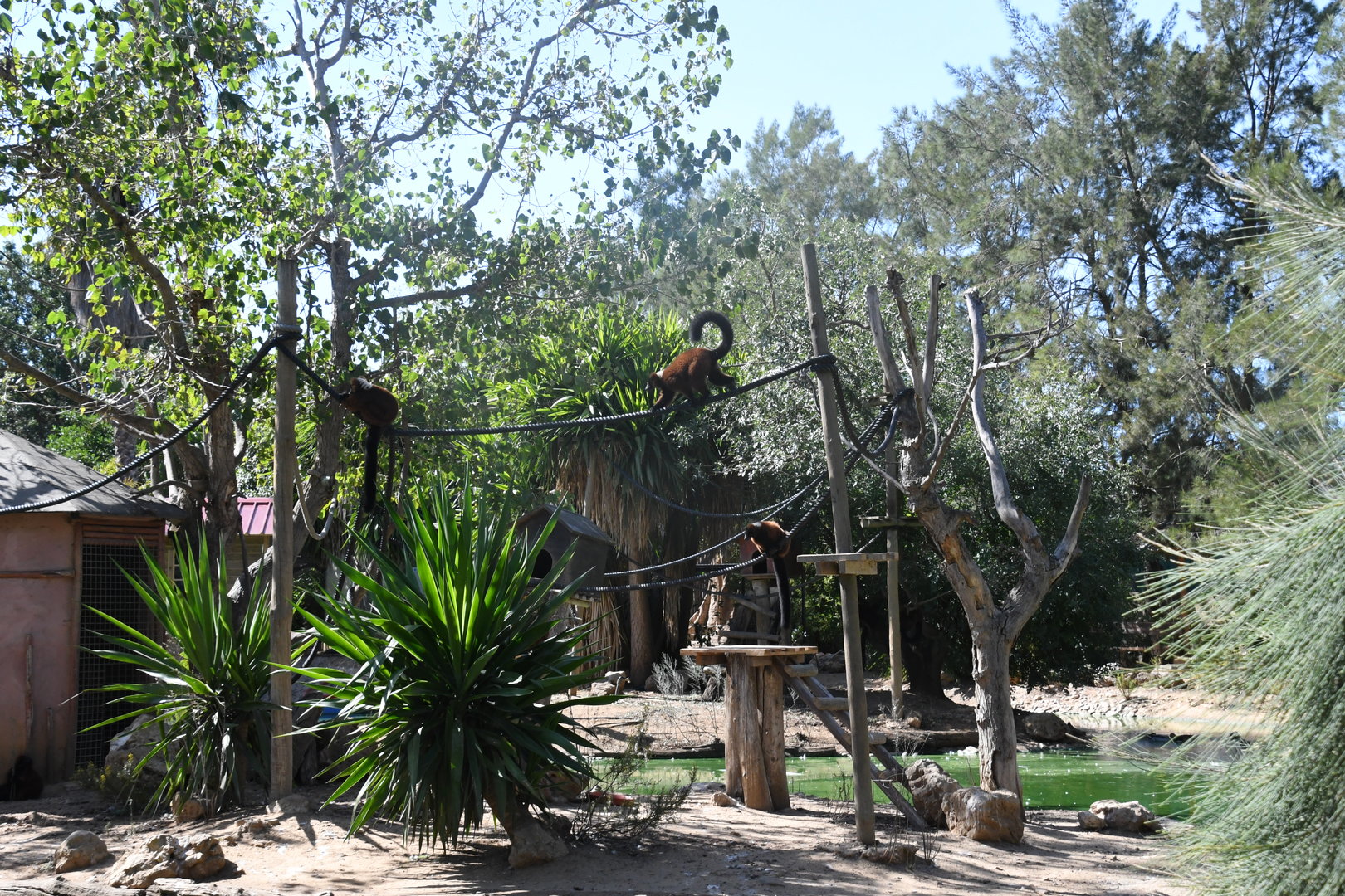 Red Ruffed Lemurs Island