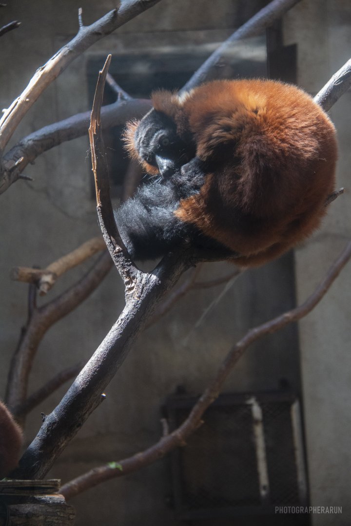 Red-ruffed lemurs rarely exhibited in Chinese zoos