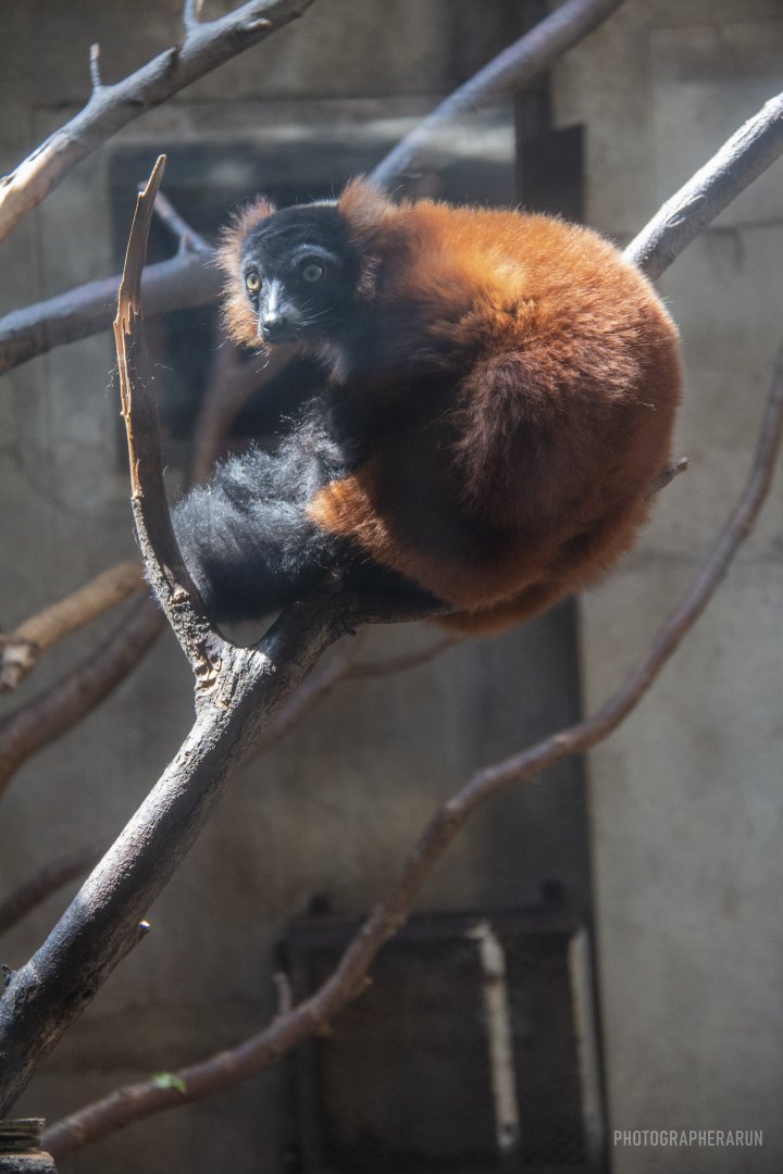 Red-ruffed lemurs rarely exhibited in Chinese zoos