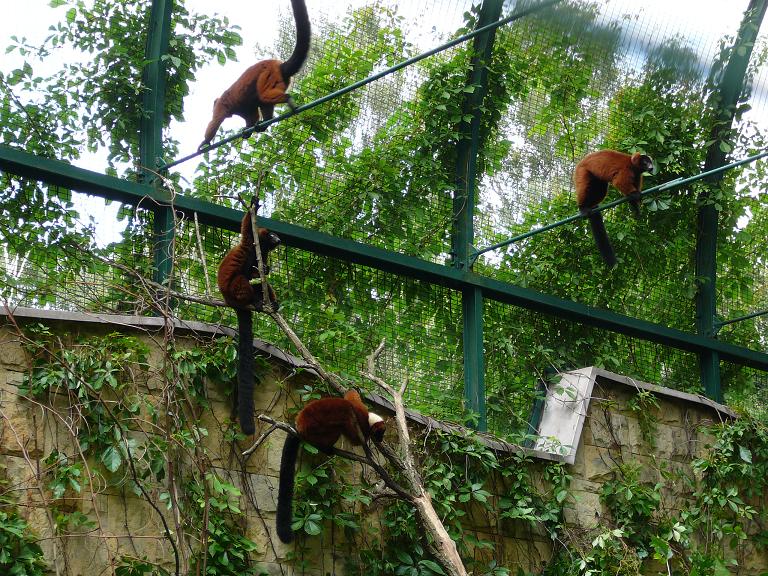 Red ruffed lemurs