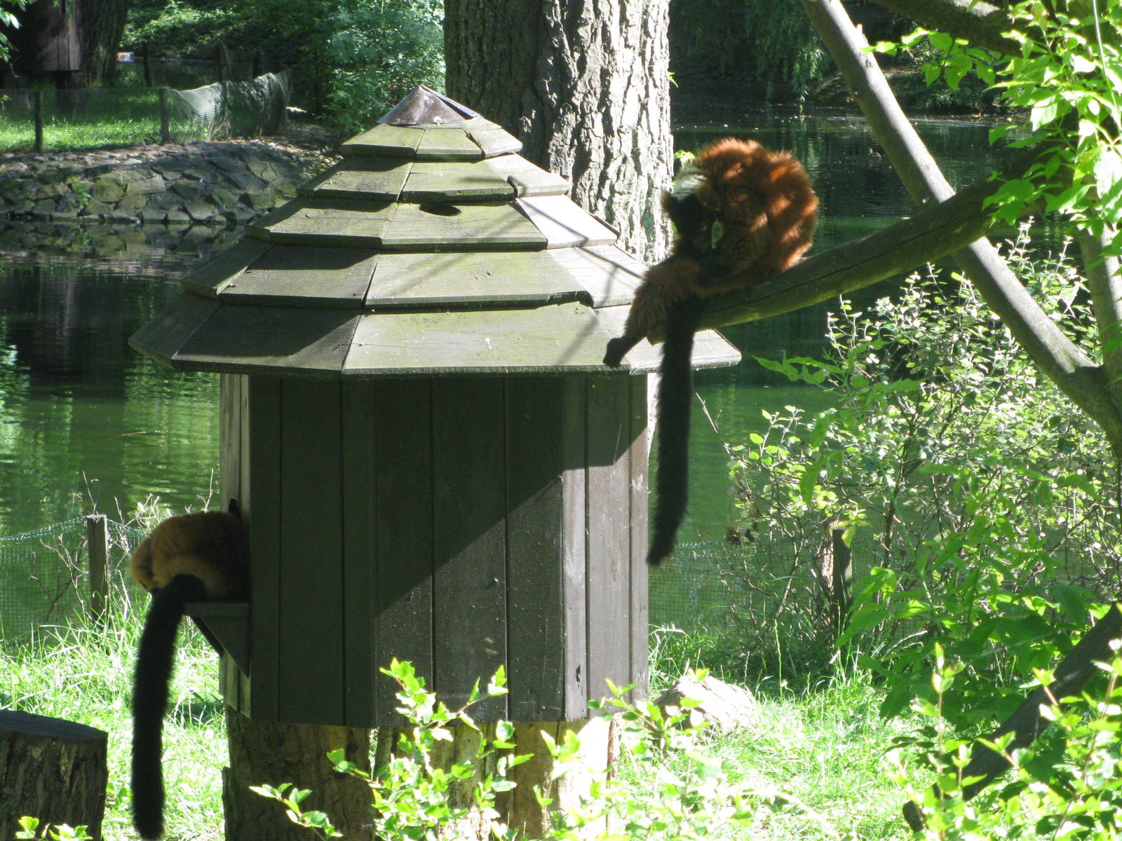 Red ruffed lemurs