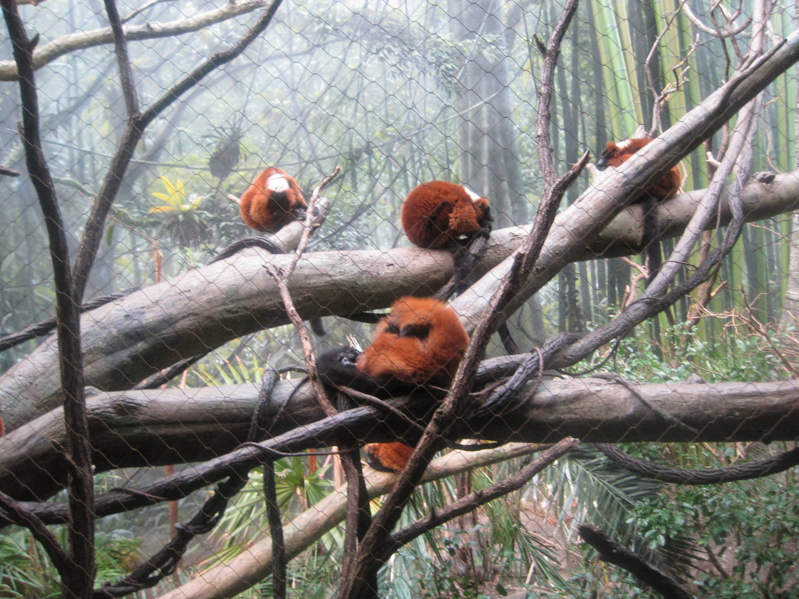 Red-Ruffed Lemurs
