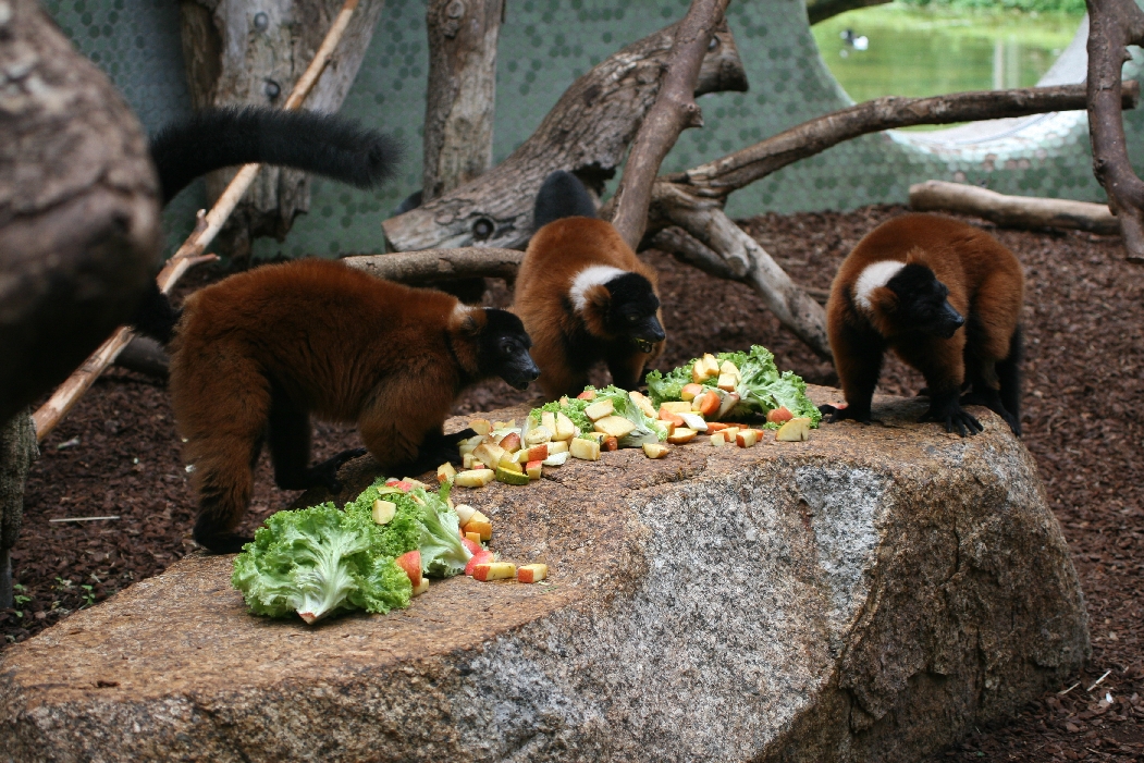 Red-ruffed Lemurs