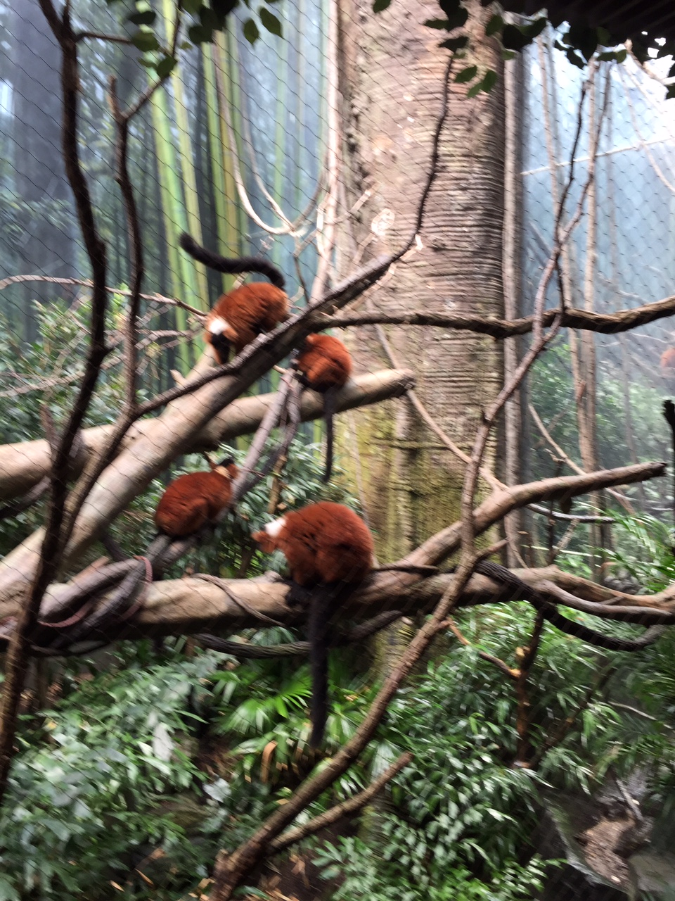 Red-Ruffed Lemurs