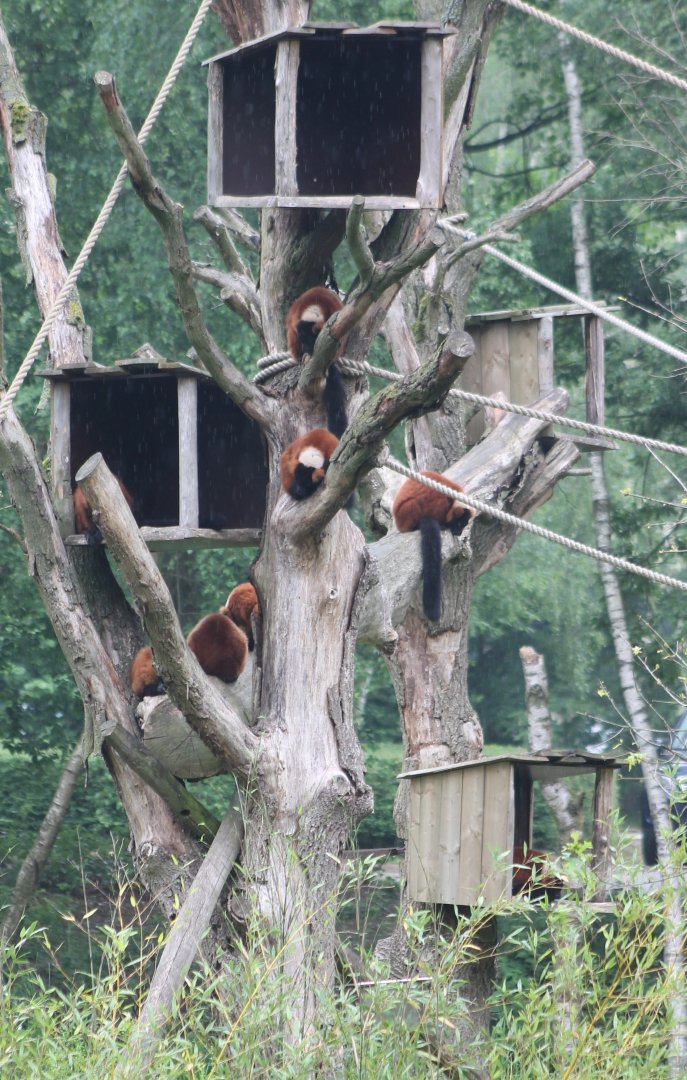 Red ruffed lemurs