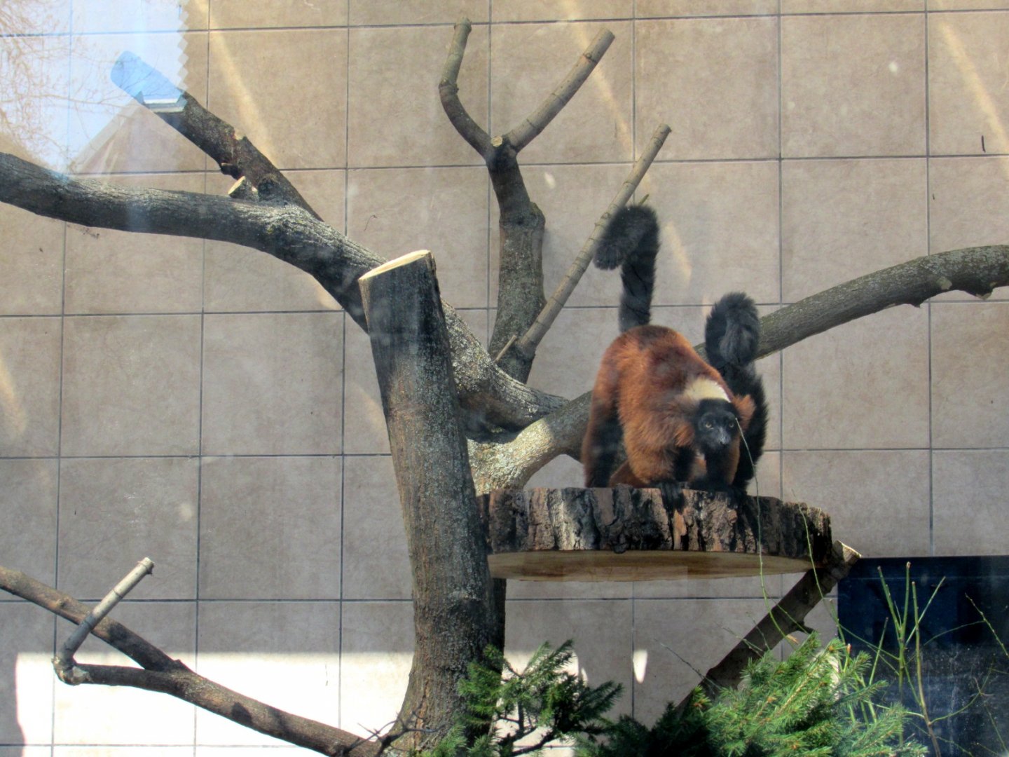 Red Ruffed Lemurs