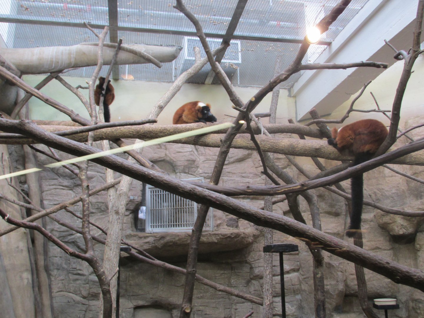 red ruffed lemurs