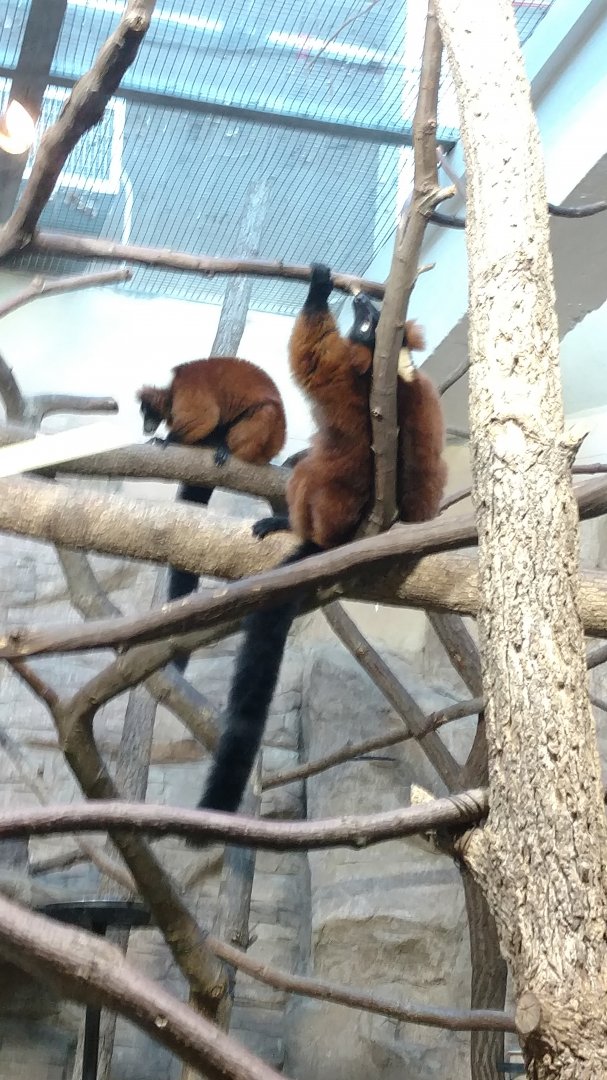 Red Ruffed Lemurs