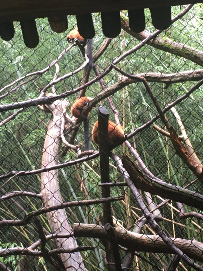 Red-ruffed lemurs