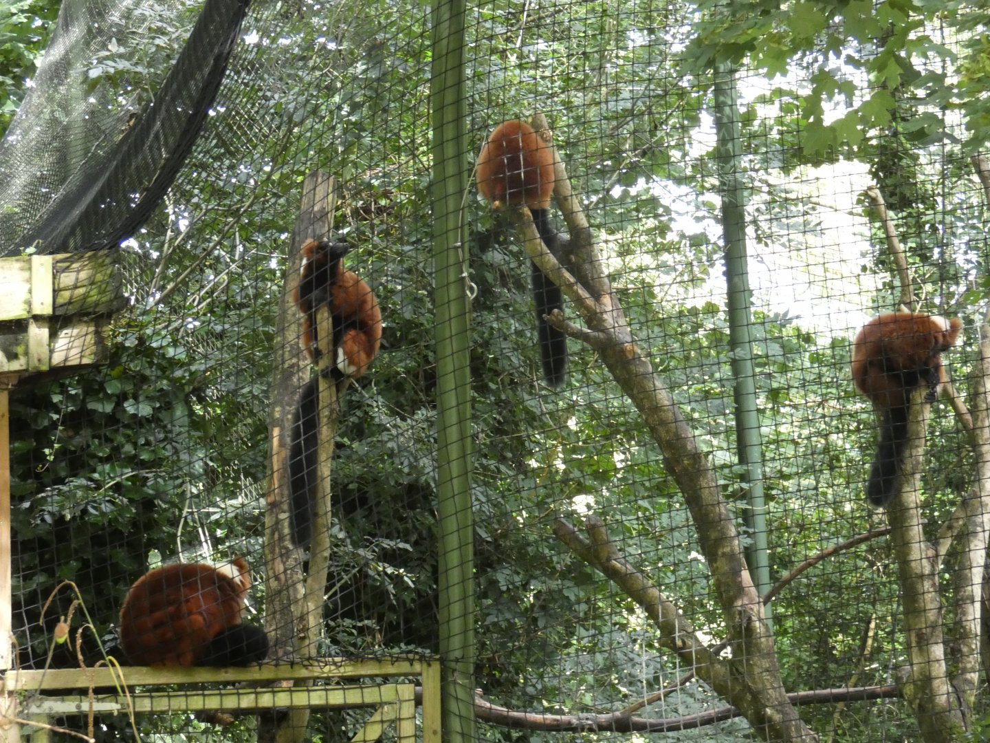 Red ruffed lemurs