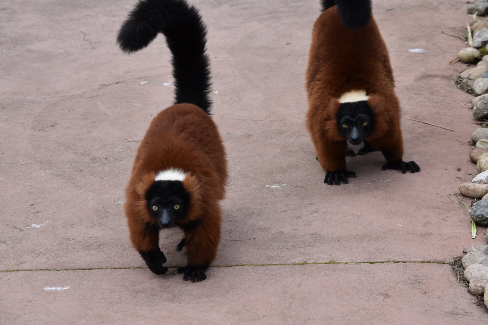 Red Ruffed Lemurs