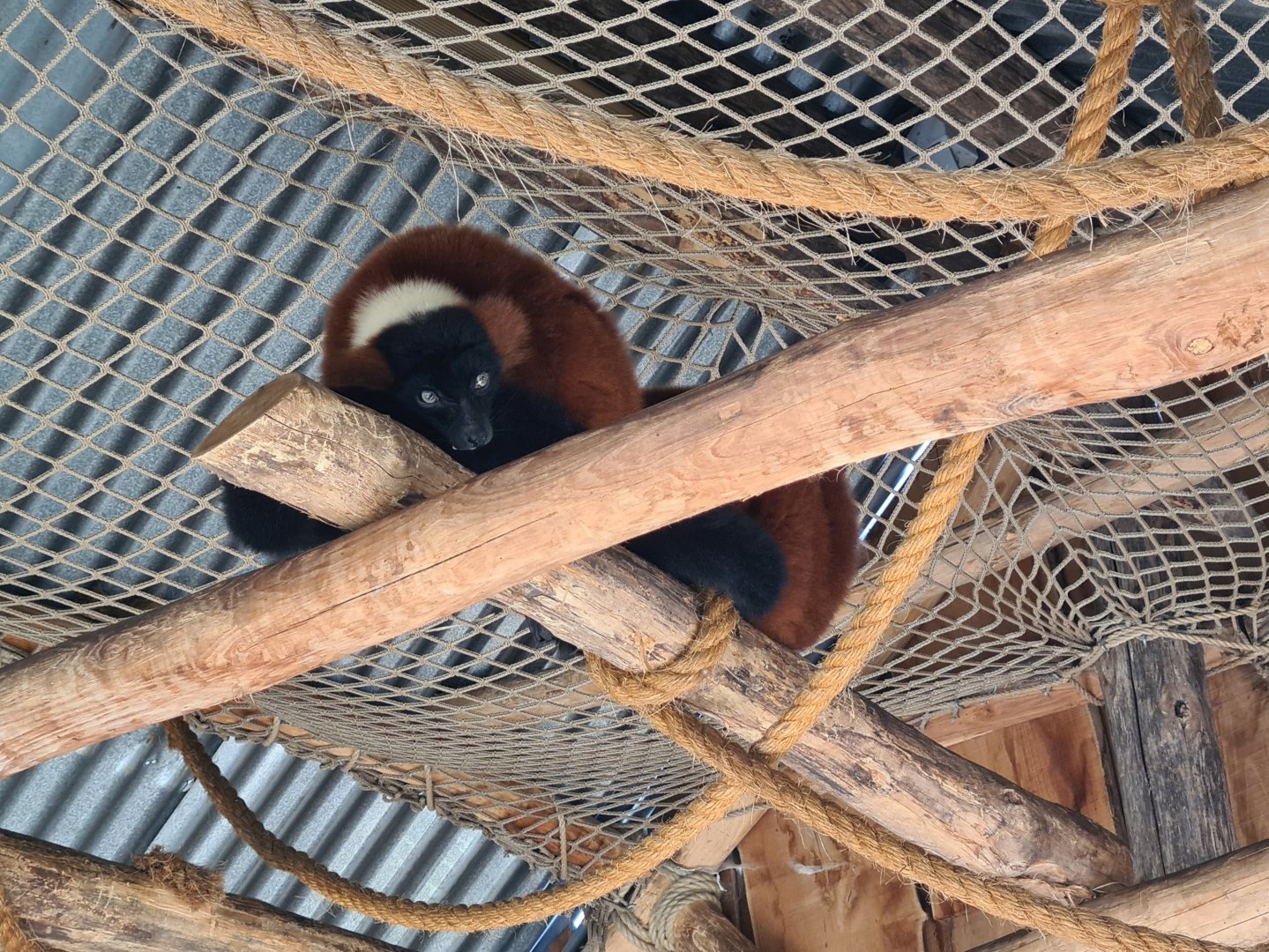 Red ruffed lemurs