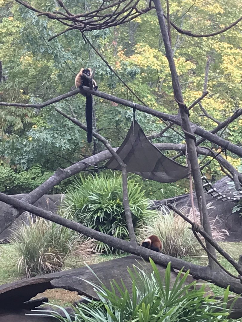 Red Ruffed Lemurs