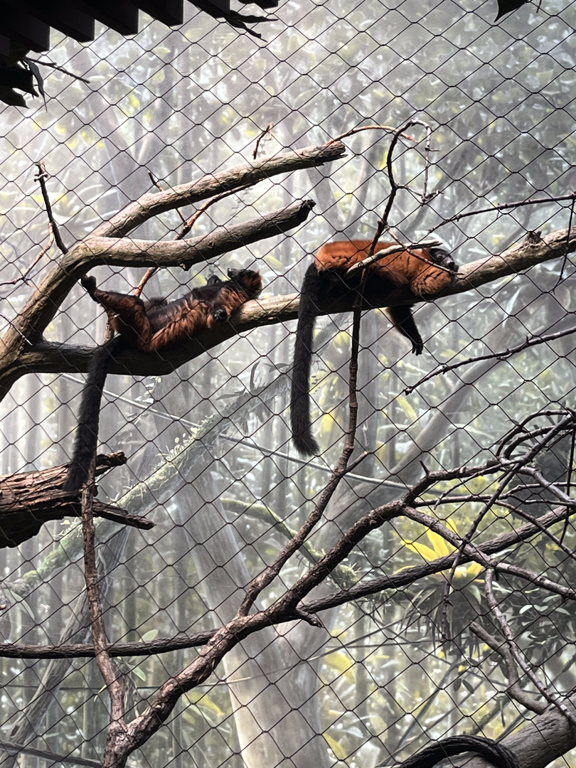 Red ruffed lemurs