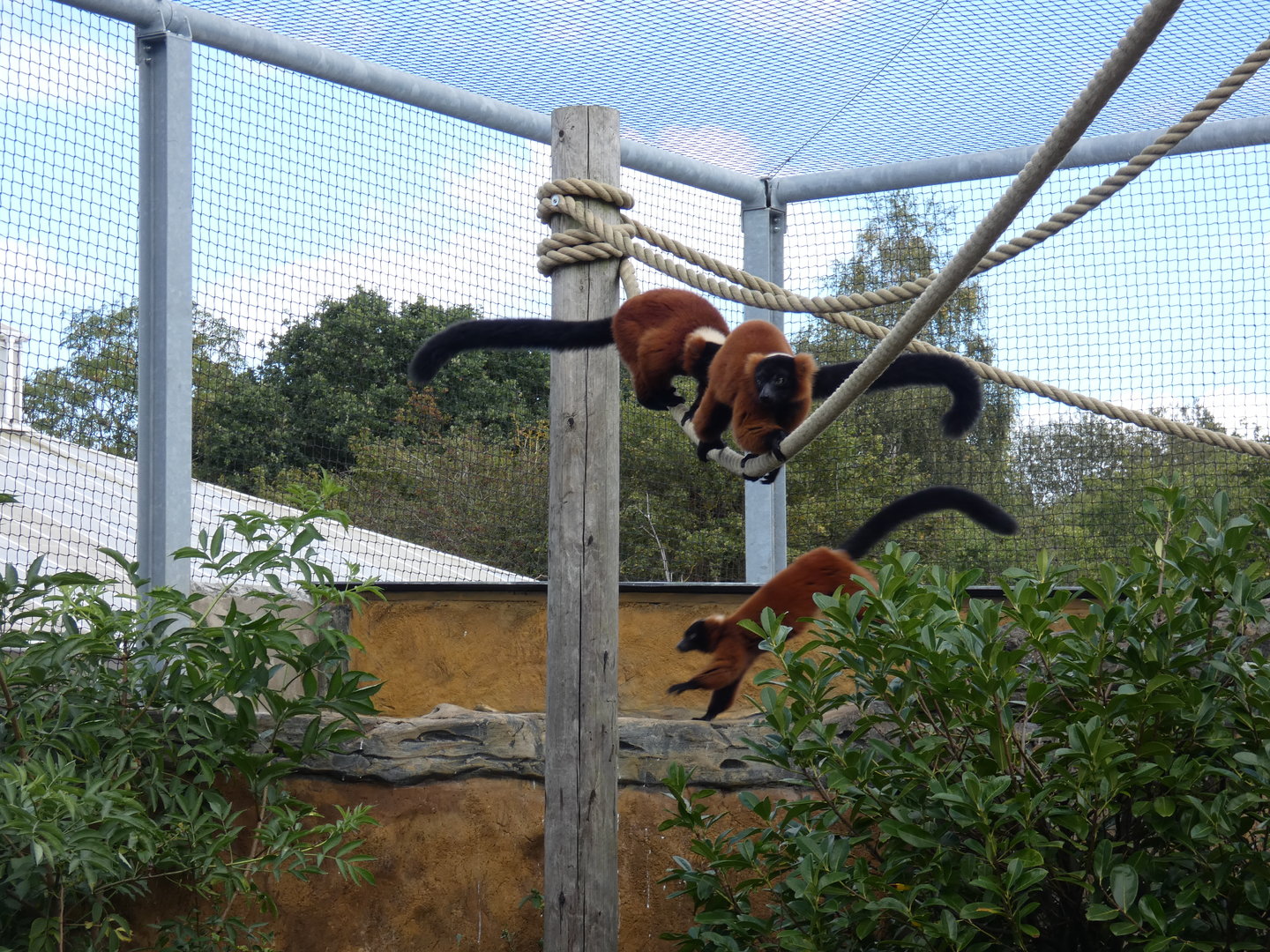 Red-ruffed lemurs