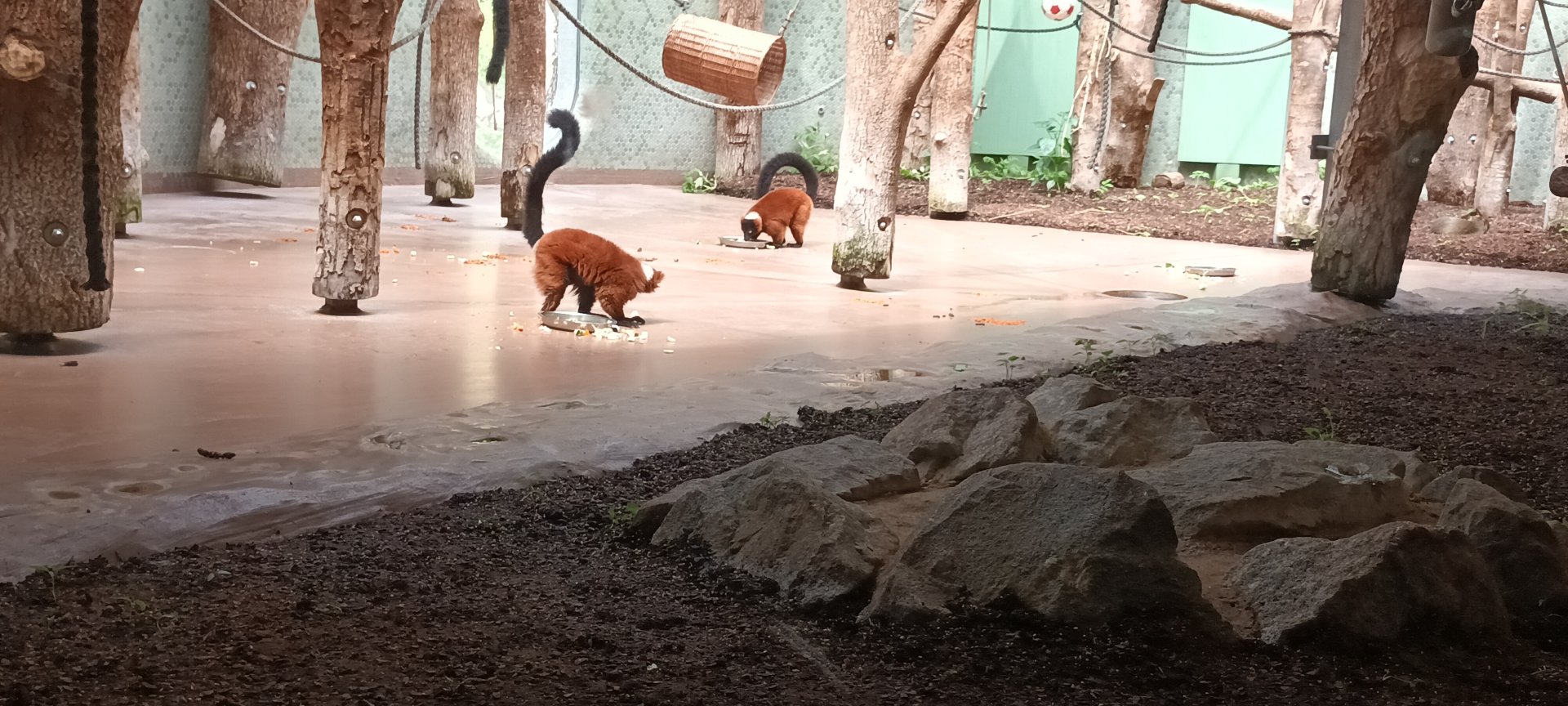 Red ruffed Lemurs