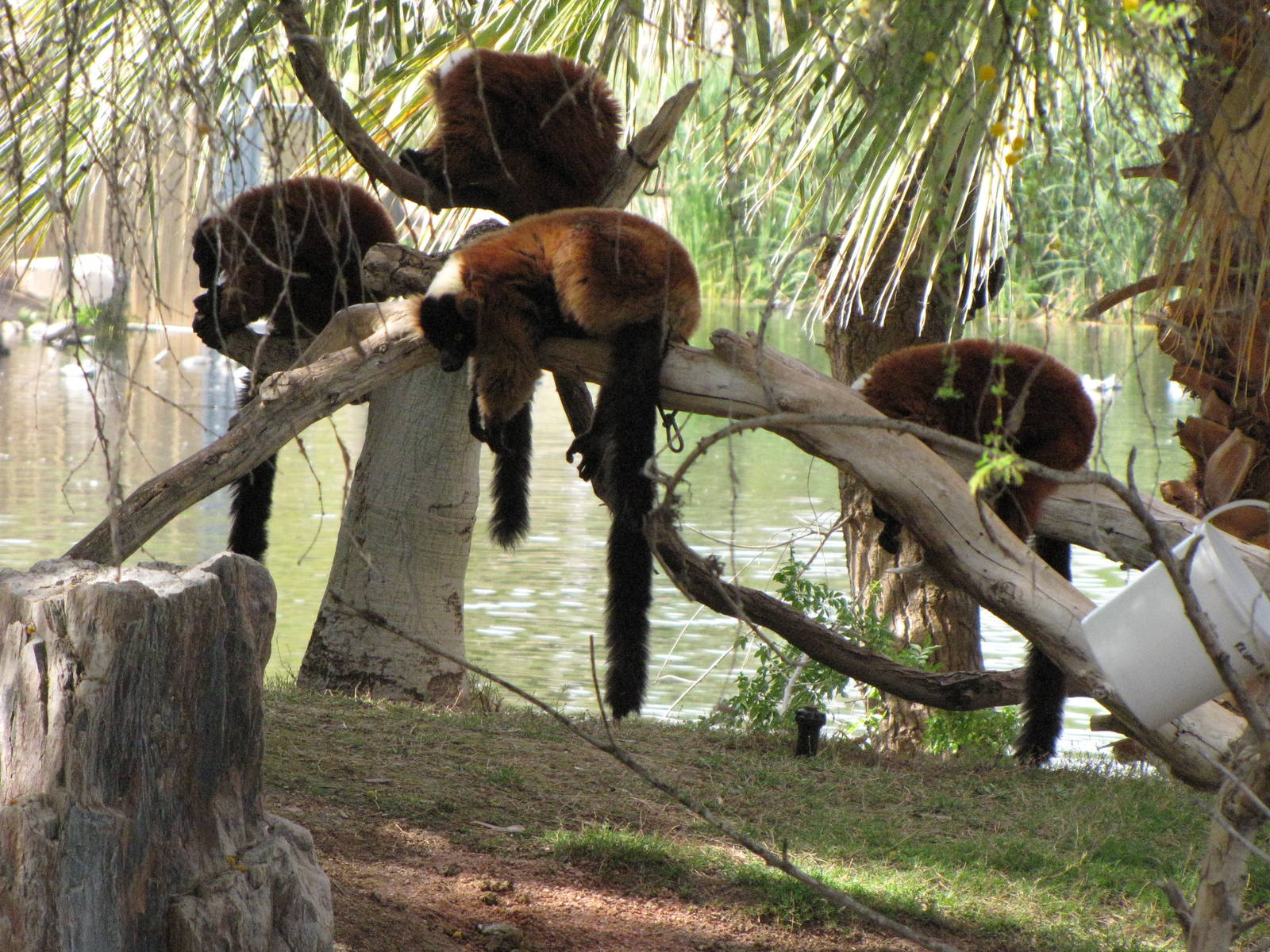 Red Ruffed Lemurs