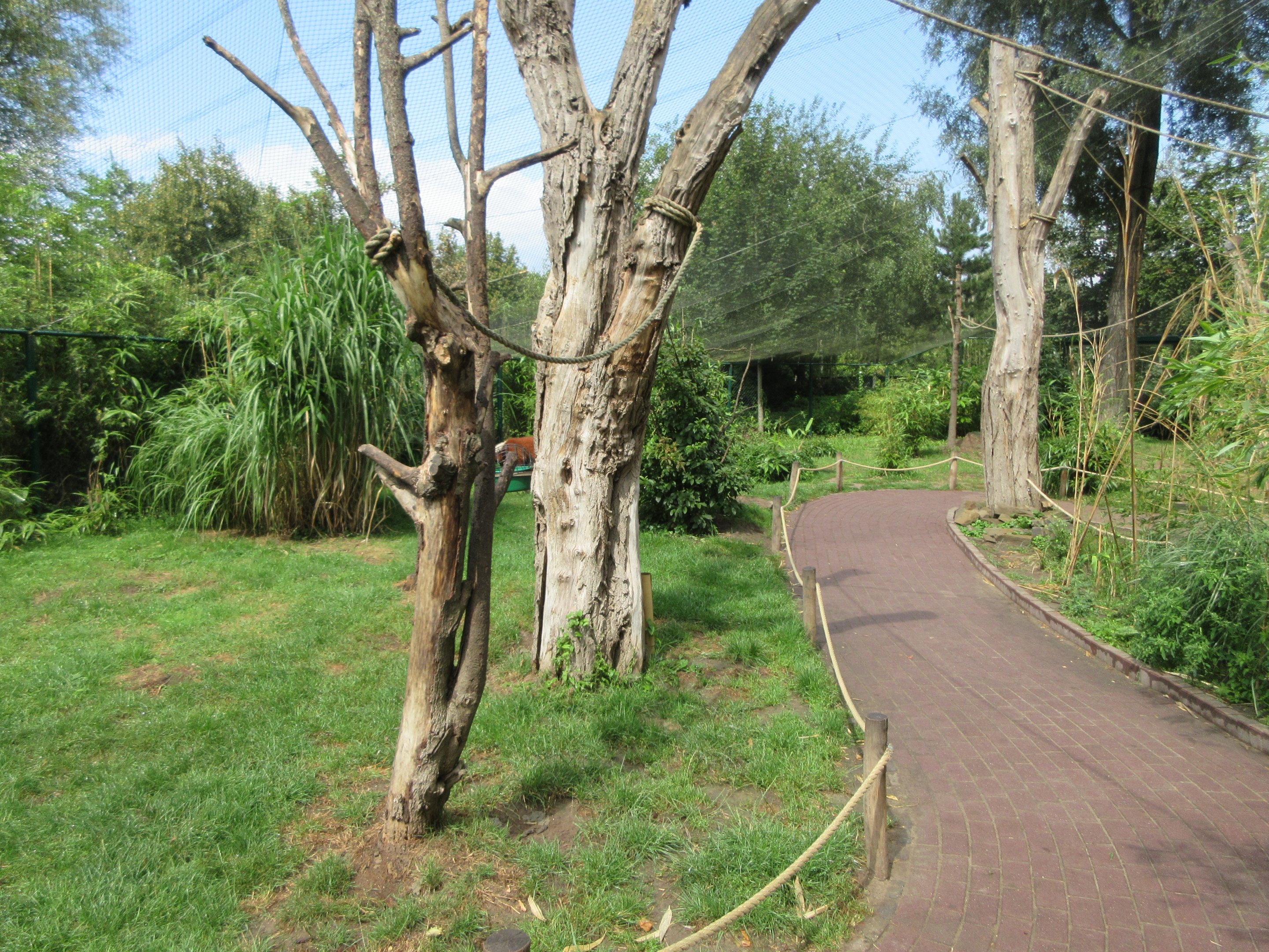 Red Ruffed/Ring-tailed Lemur Walk-through