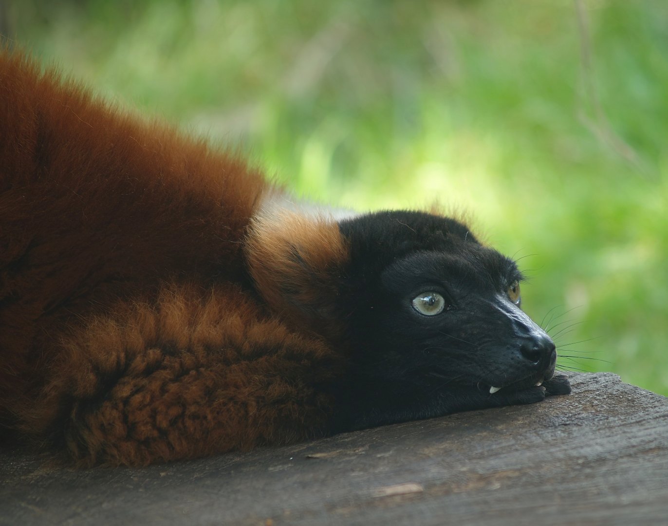 Red ruffer lemur (Varecia rubra), 2007-07-15