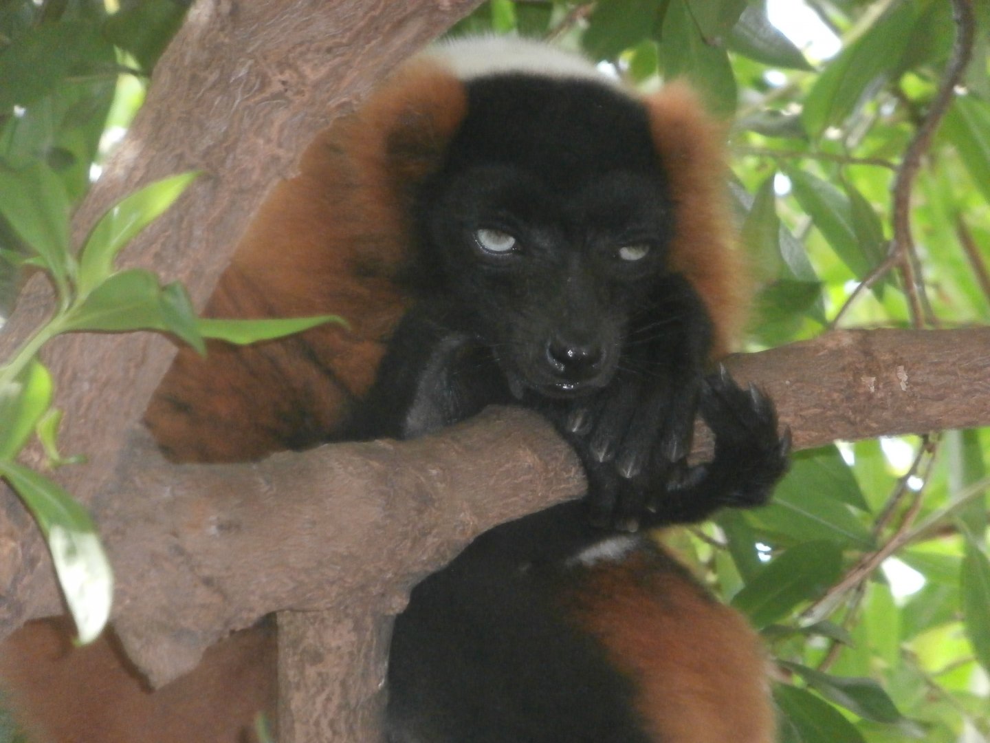 Red ruffled lemur -Bioparc Valencia (Summer 2017)