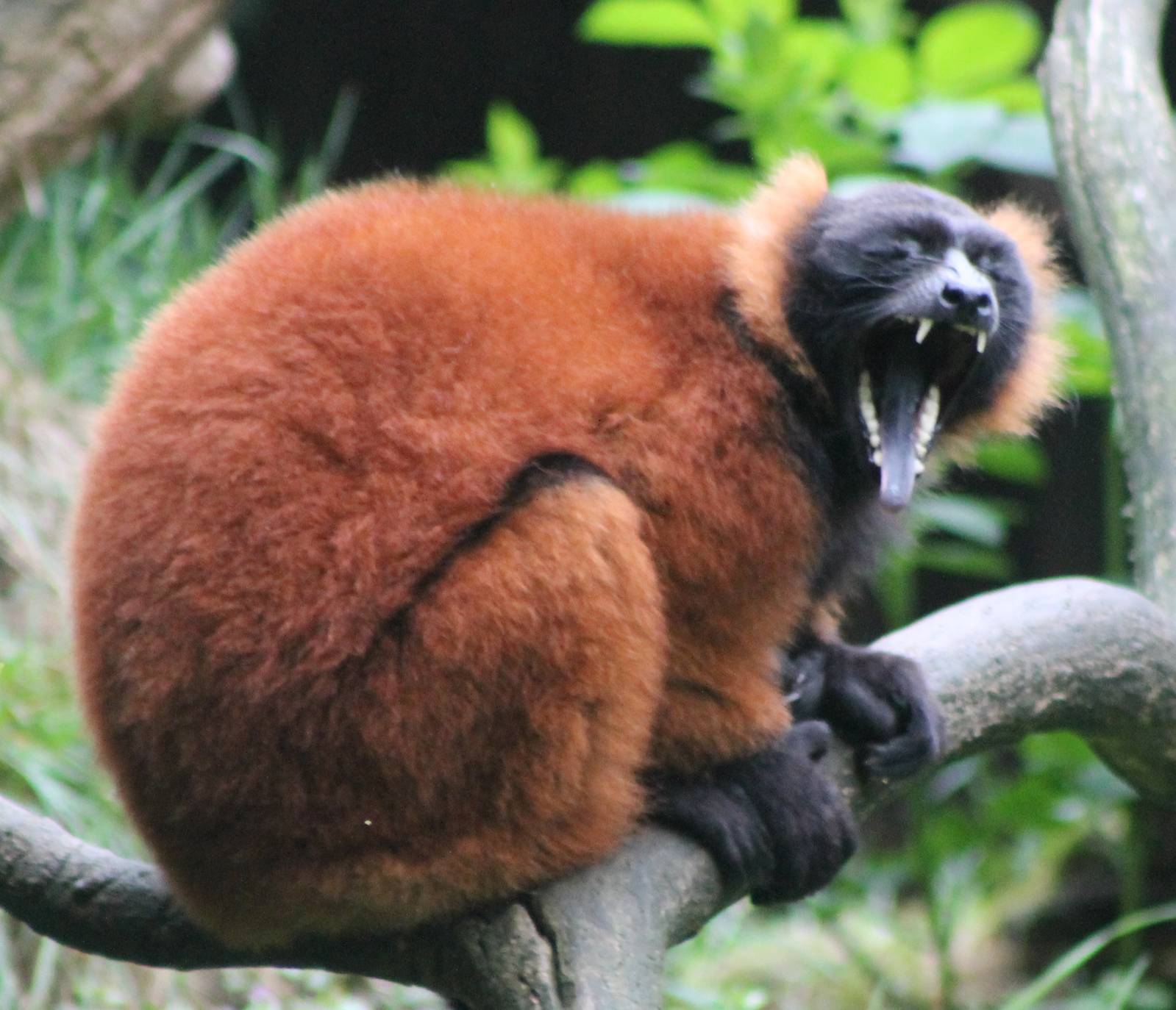 Red ruffted lemur