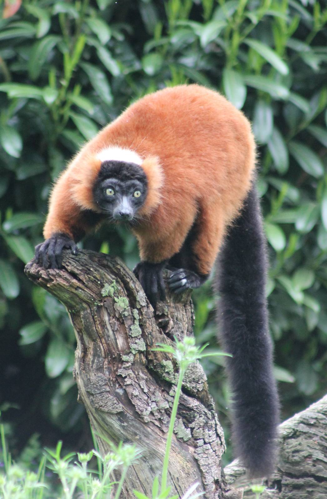 Red ruffted lemur