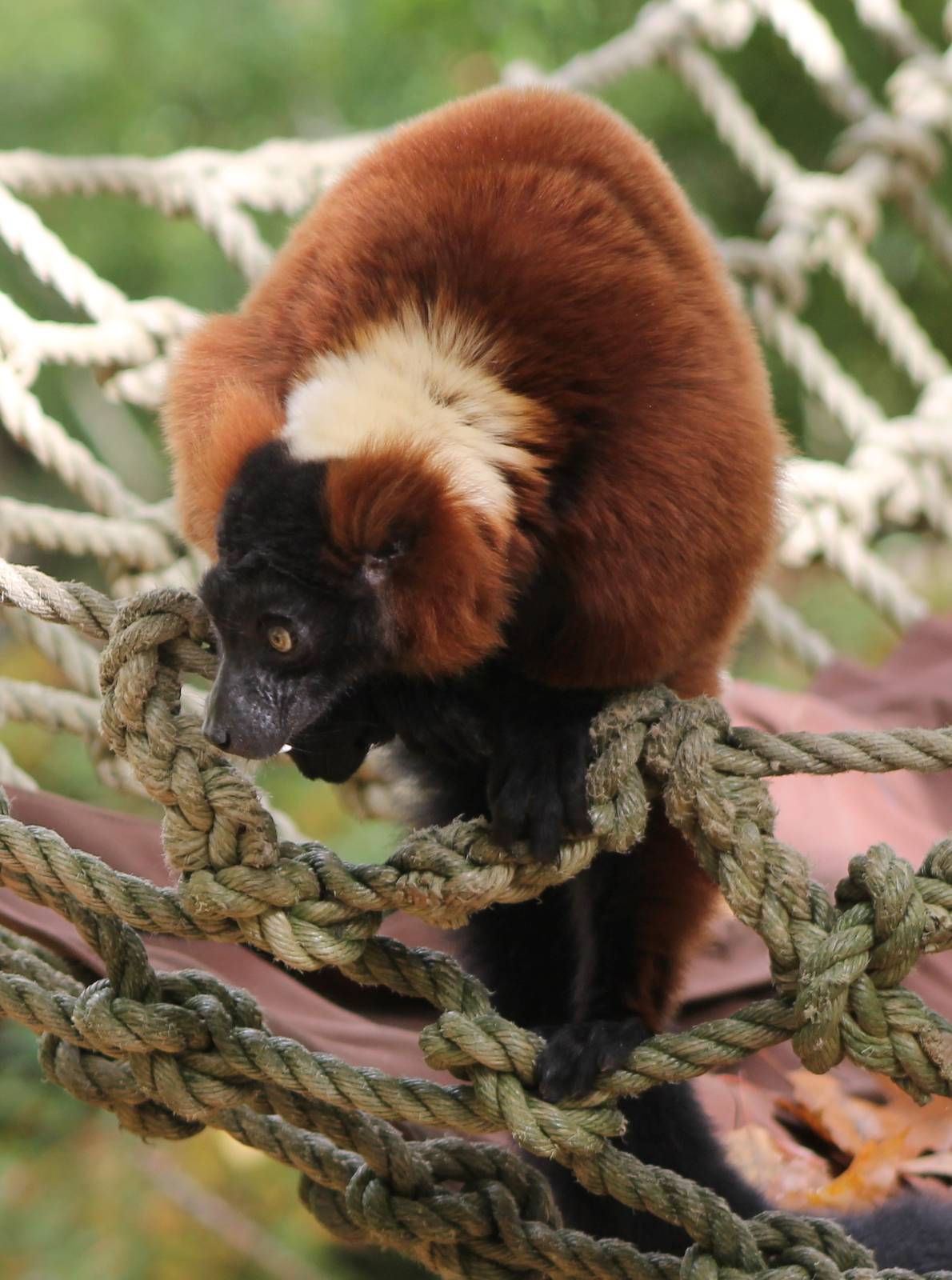 Red ruffted lemur