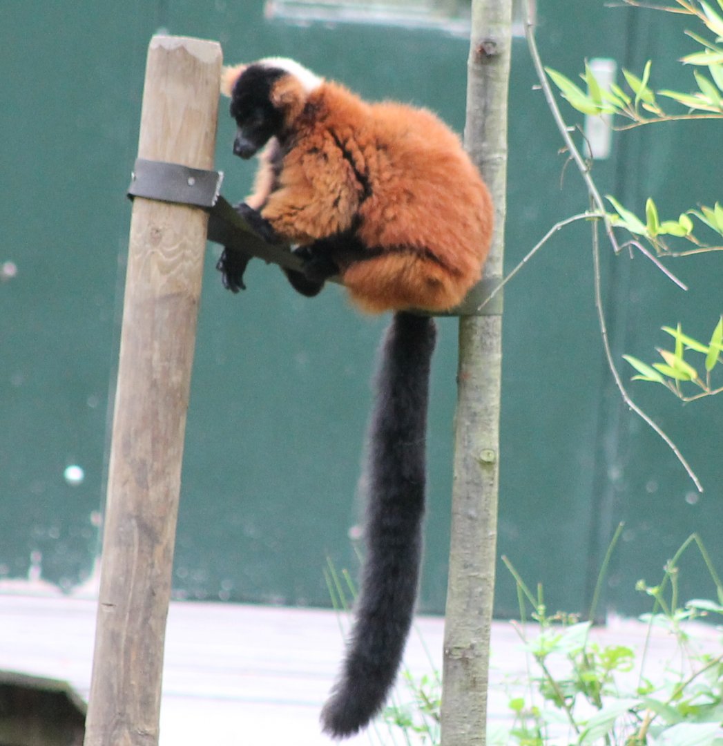Red ruffted lemur