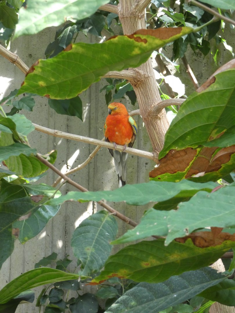 Red-rump parakeet