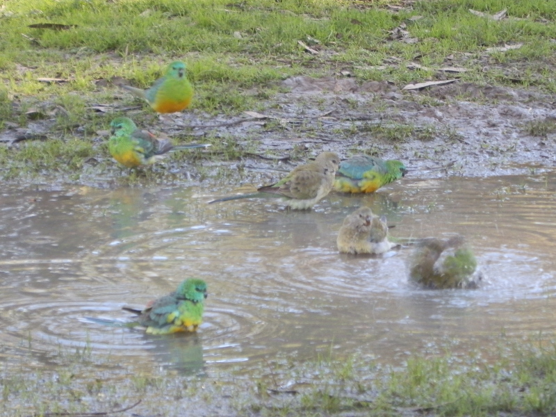 Red Rump Parrots (wild)