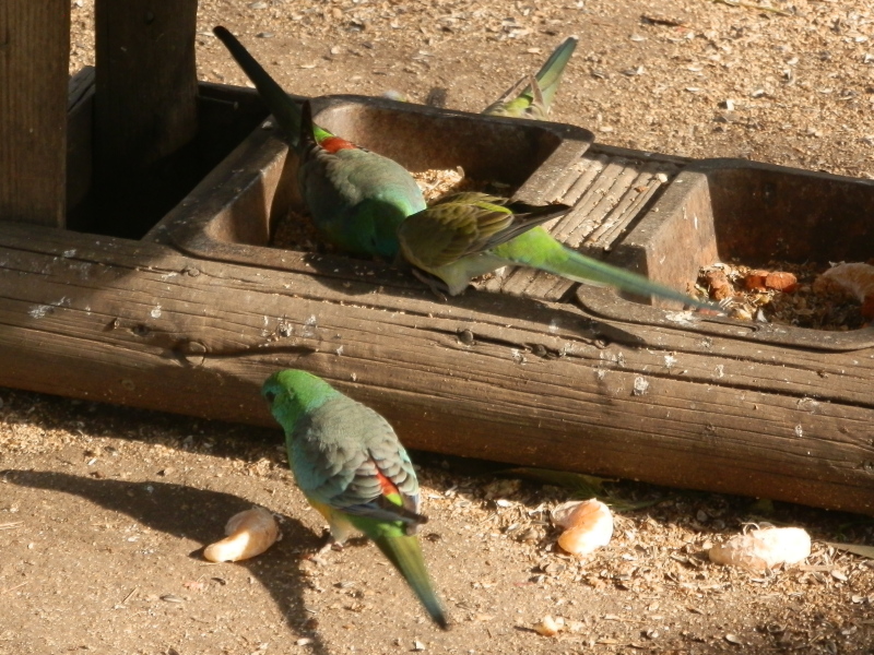 Red Rump Parrots (wild)