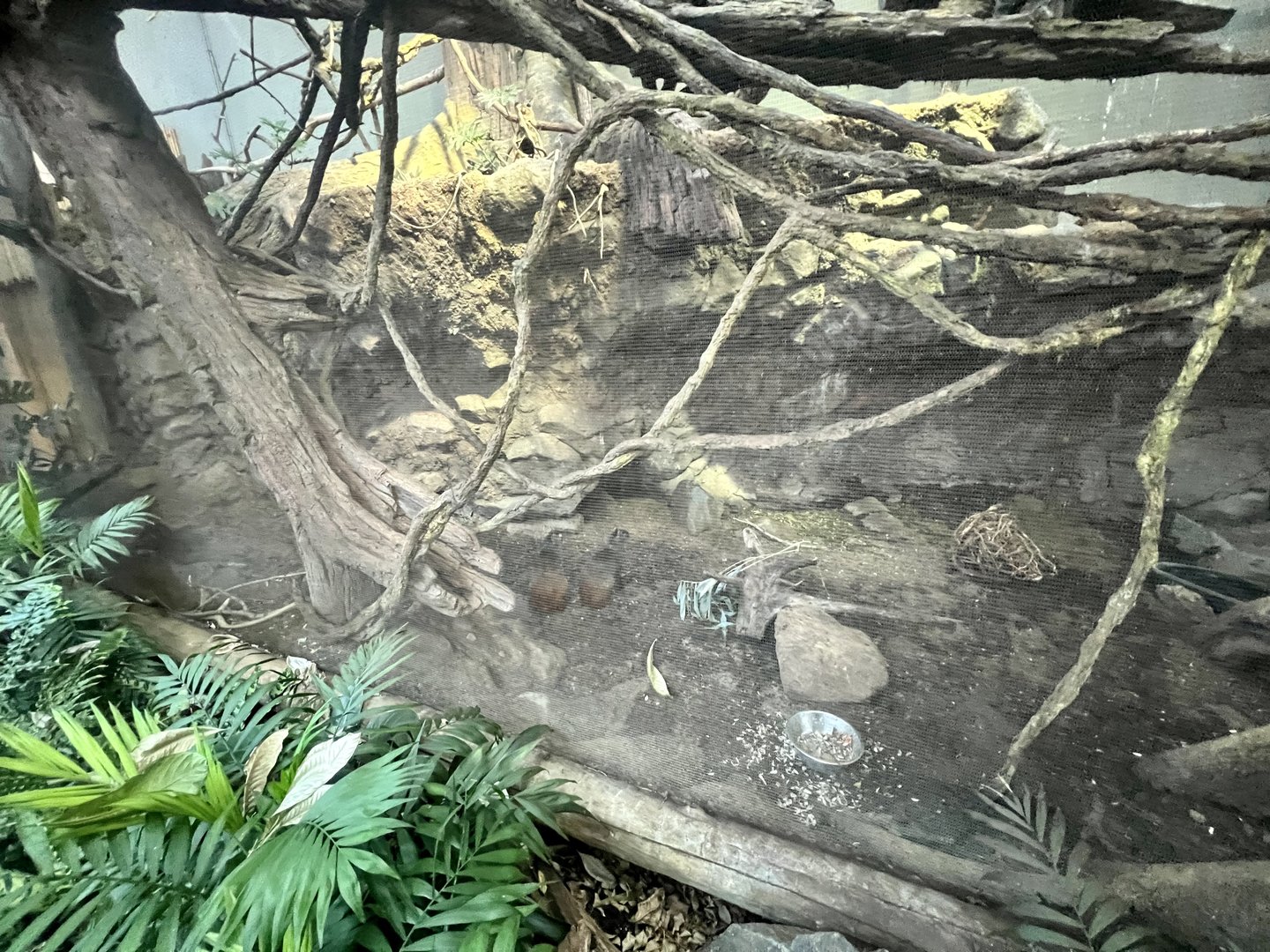 Red-rumped Agouti and Bolivian Grey Titi Monkey Exhibit