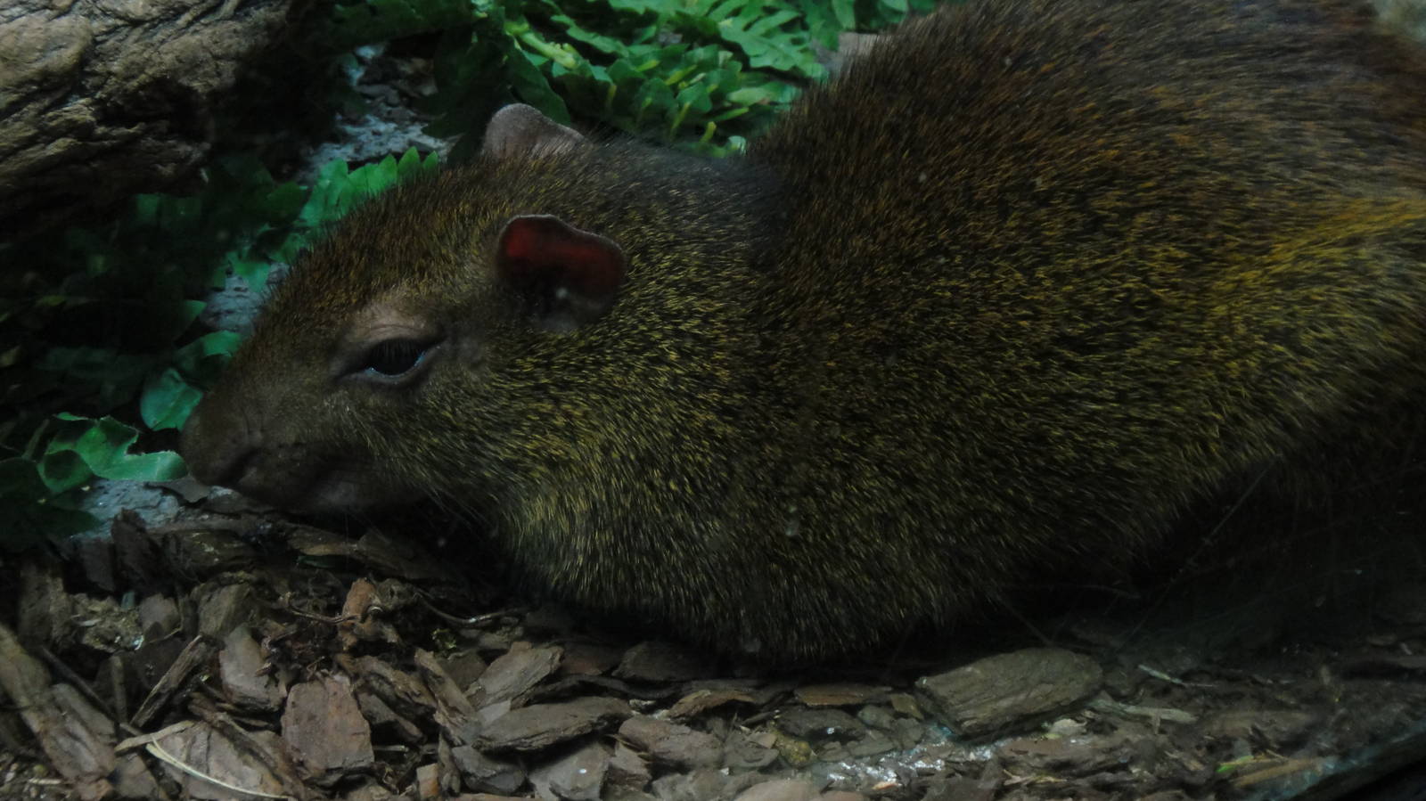 Red-rumped agouti at Bronx zoo 2014-12-29