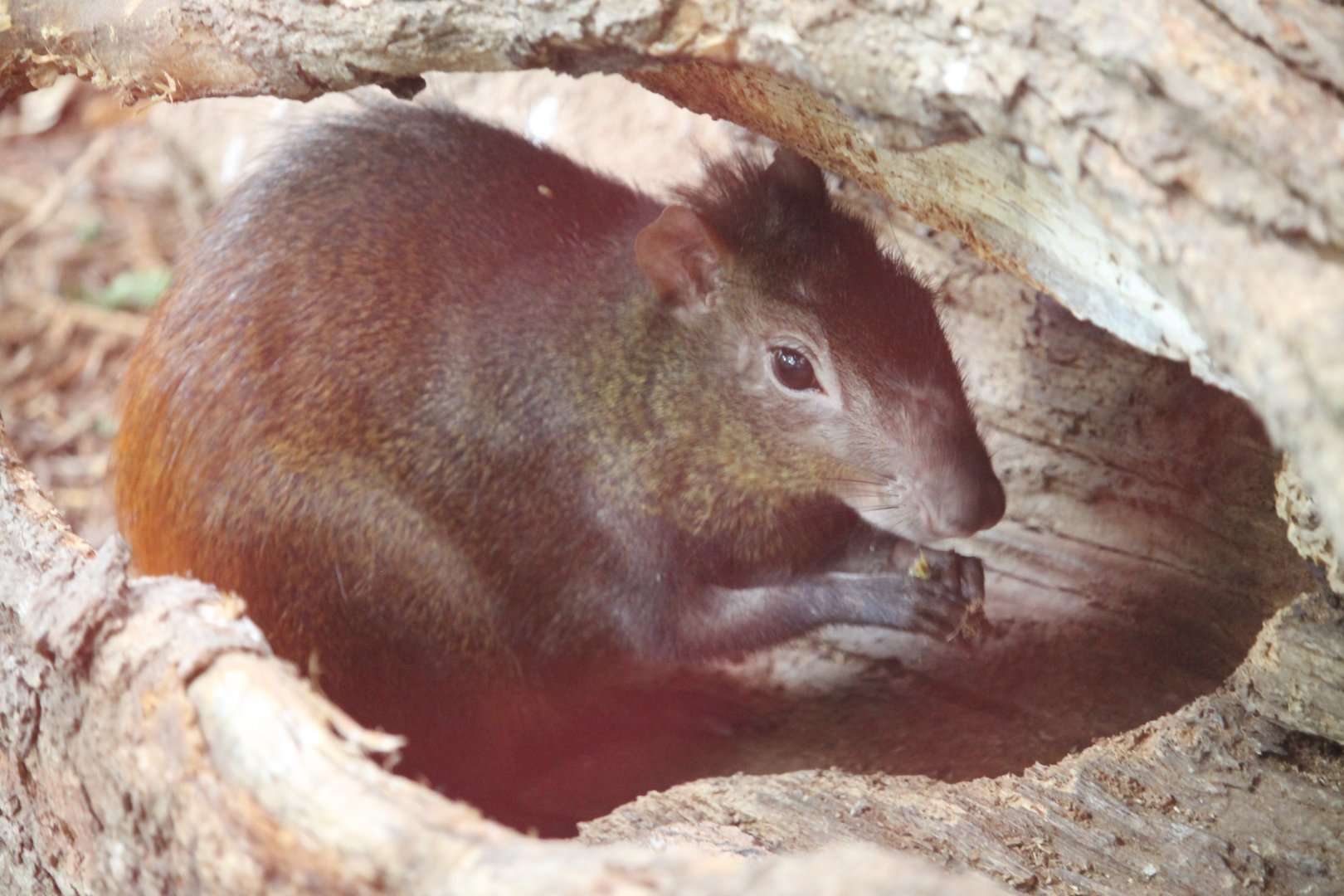Red-rumped Agouti (Dasyprocta aguti)