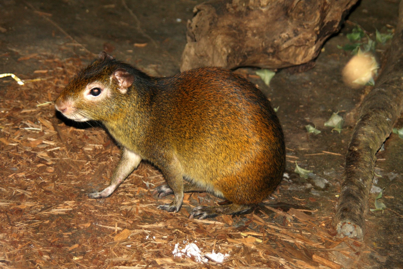red-rumped agouti (Dasyprocta leporina aguti) 2010