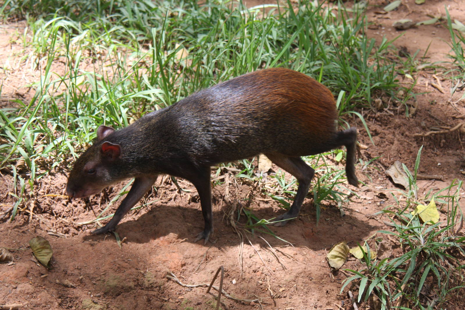 red-rumped agouti (Dasyprocta leporina)