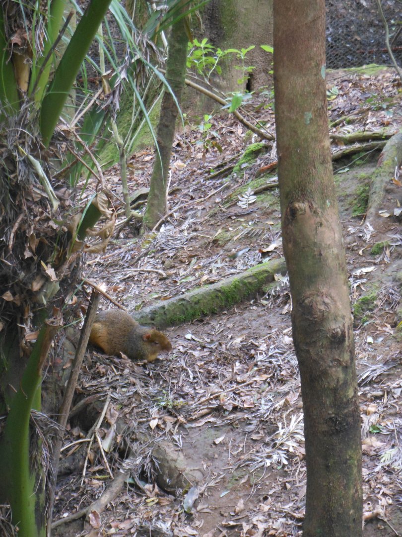 Red-rumped Agouti (Dasyprocta leporina)